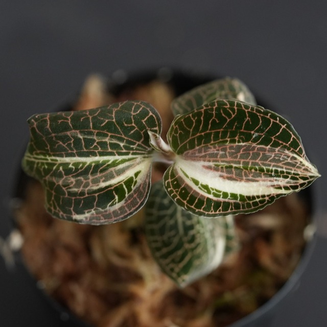 ◆現品◆アネクトキルス ロクスバーギー バリエガータ◆斑入り【ジュエルオーキッド宝石蘭／B＆L】#374