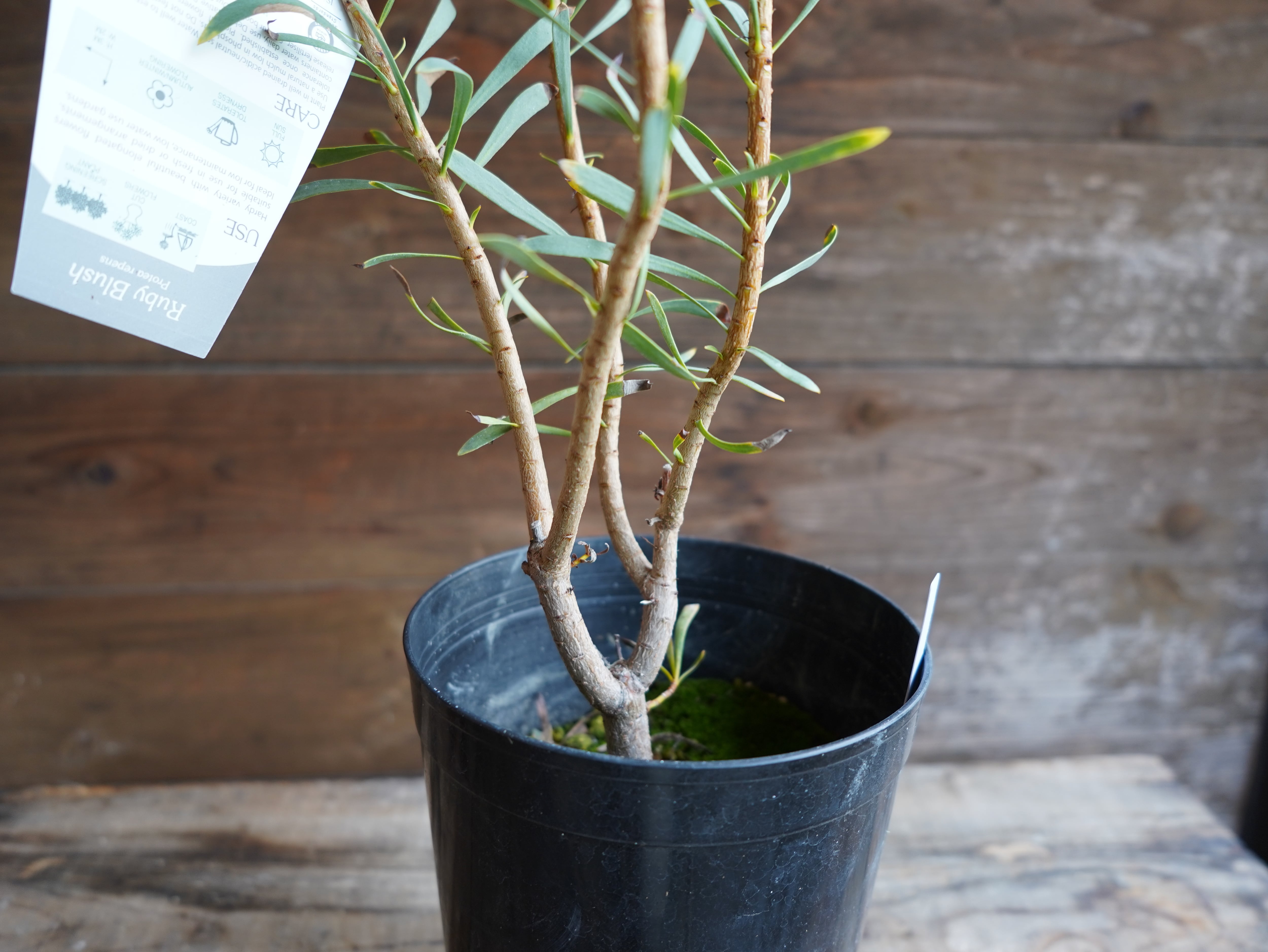 【現物】プロテア　”ルビーブラッシュ”　6号　A