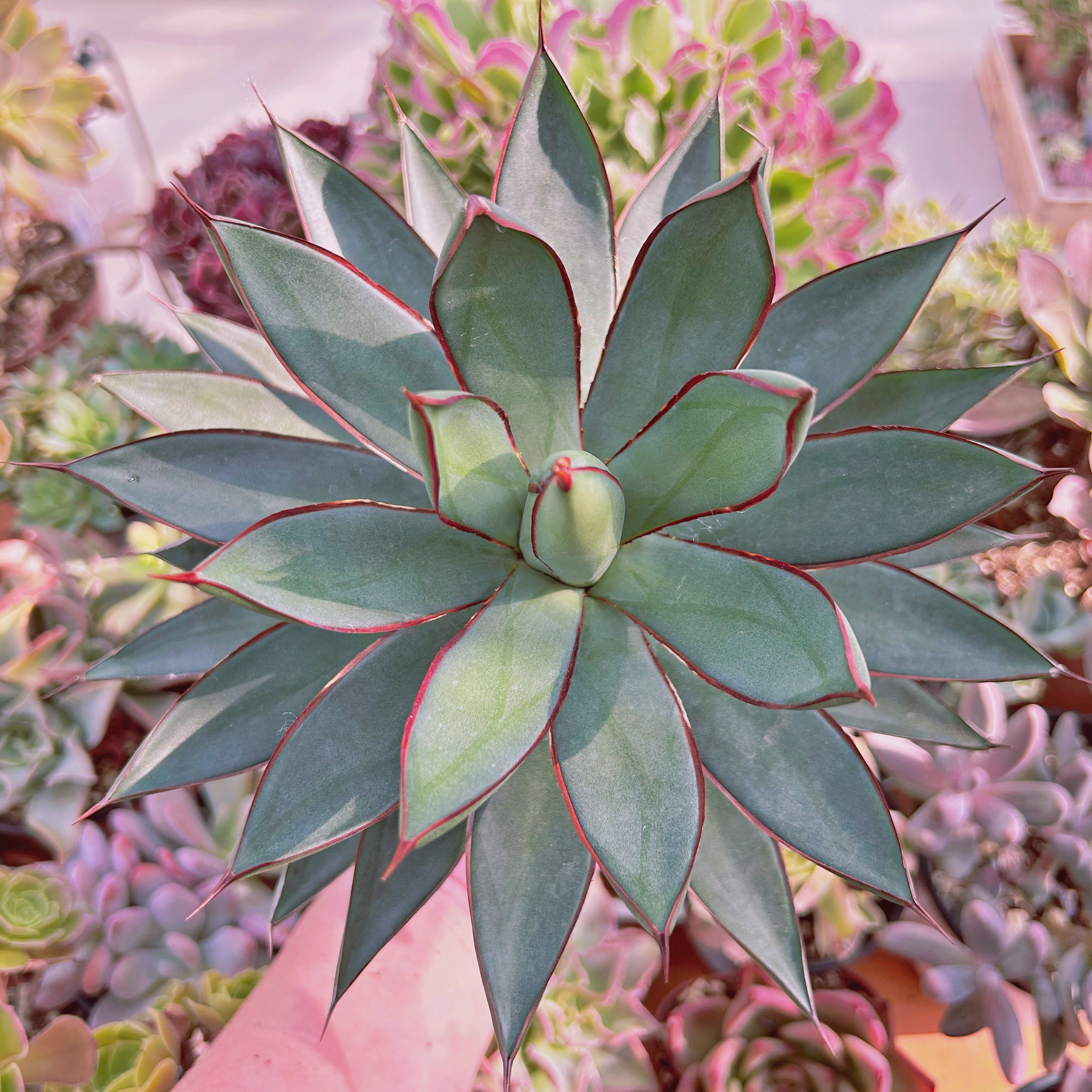 多肉植物　Agave burnt burgundy　特大　直径約15cm