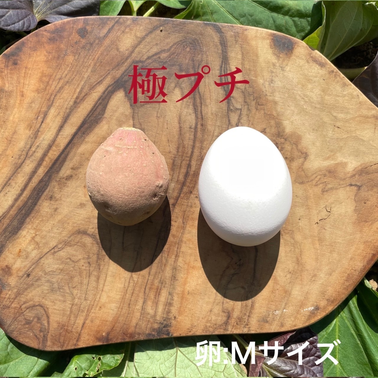 安納芋 極プチサイズ 5kg(箱別)・画像2