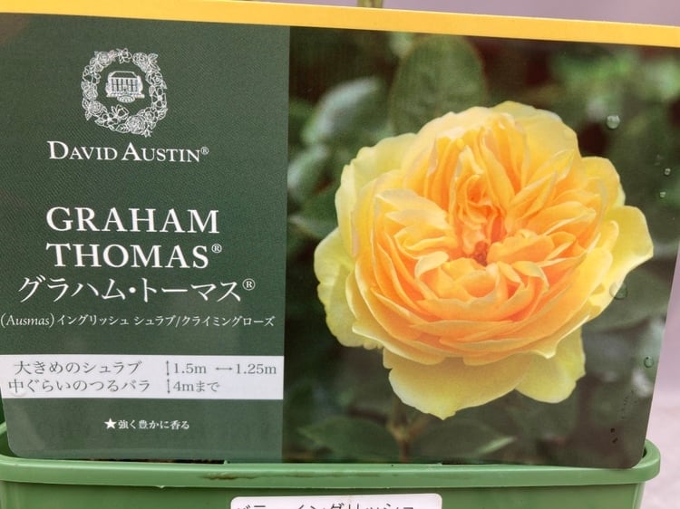 バラ苗 | 日本ライン花木センター