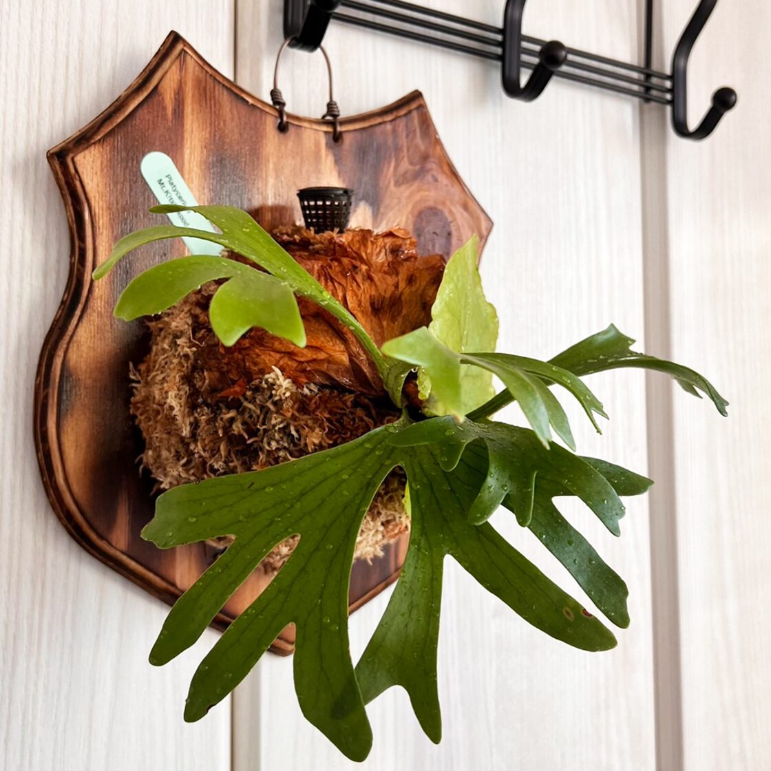 ビカクシダ キッチャクード 板付 【観葉植物 室内 コウモリラン】 | PAY ID