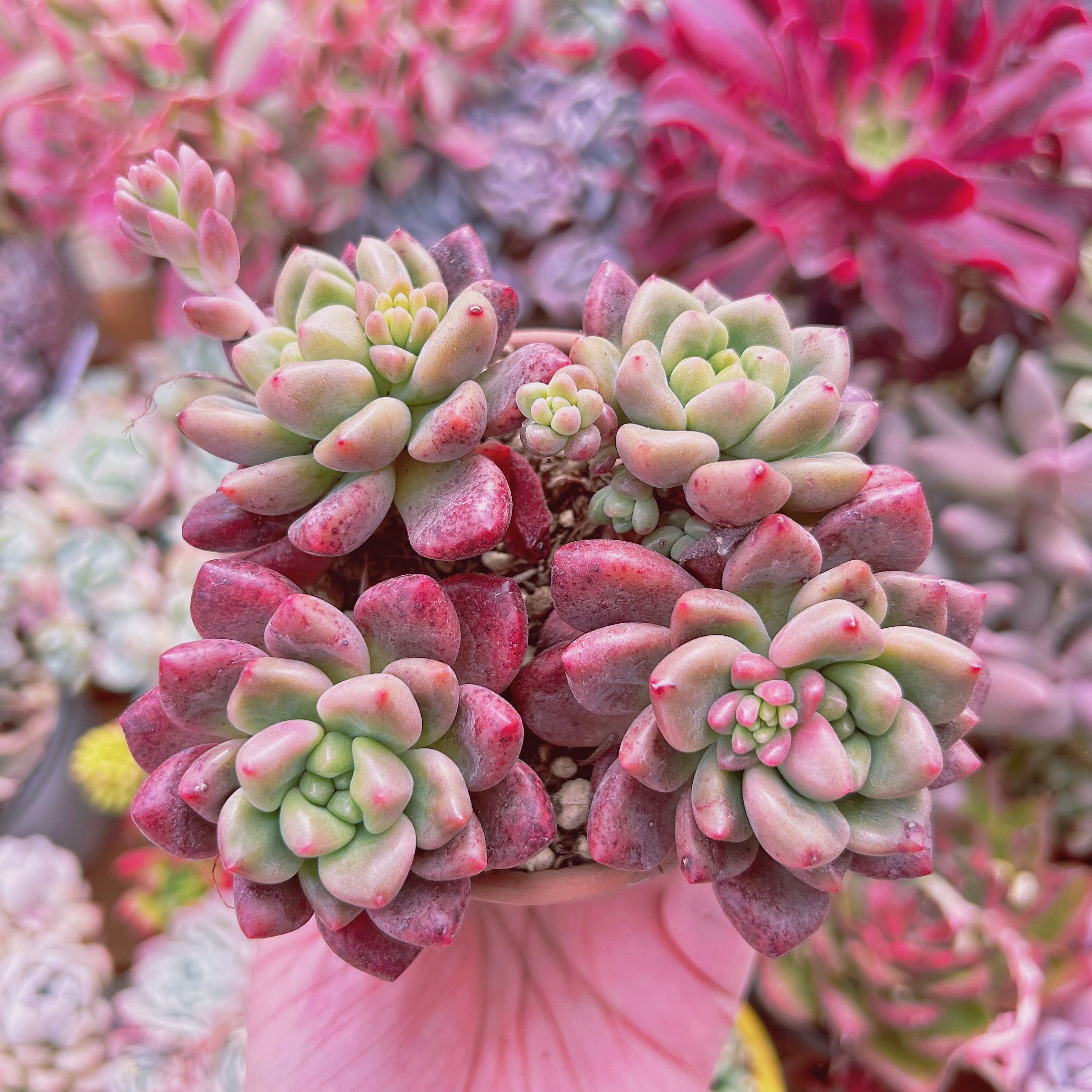 #211現物　多肉植物　シャネルレッド   特大