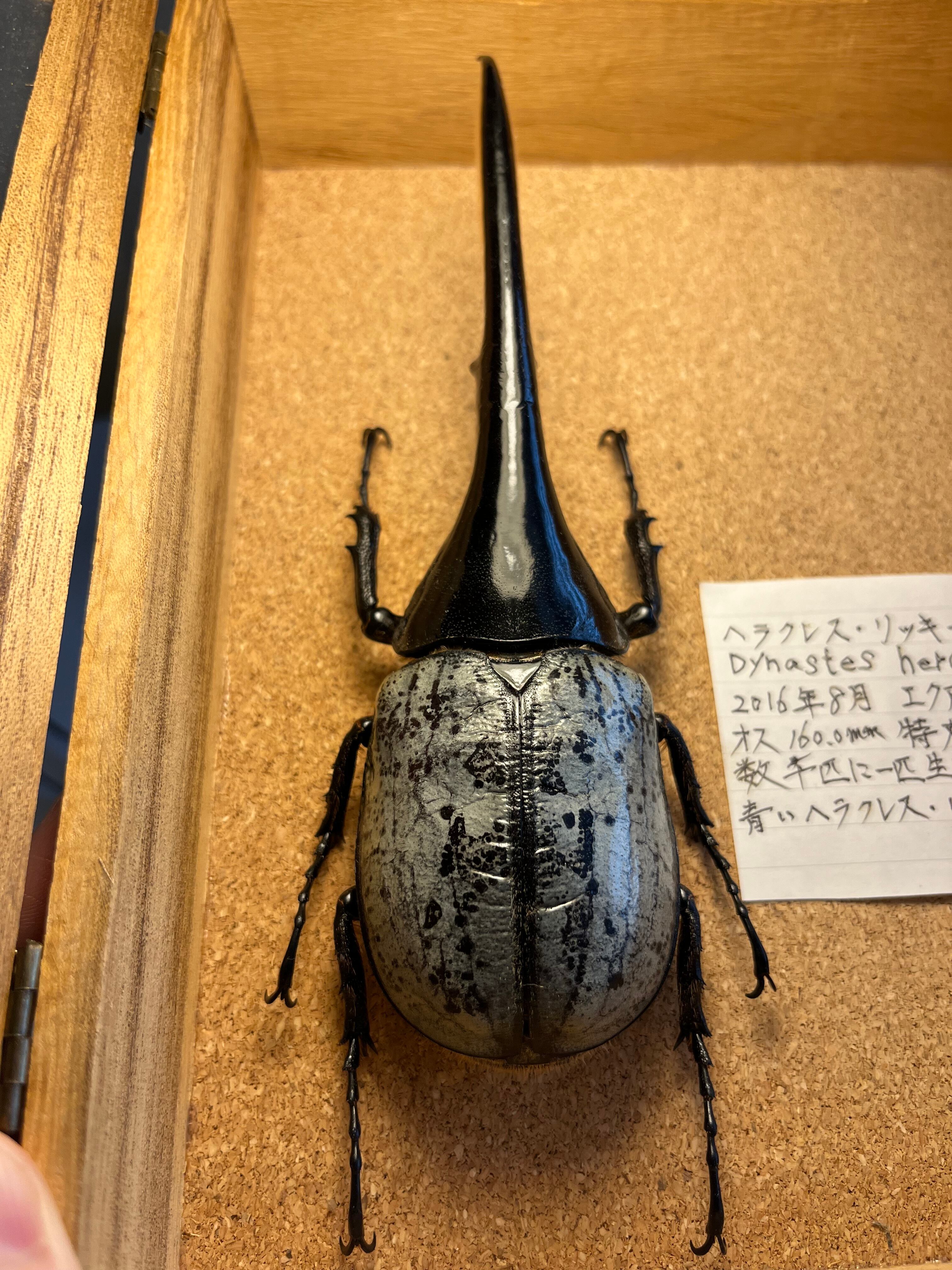 ヘラクレスオオカブト標本 160mm 160mm】ヘラクレスリッキーブルー 標本 ヘラクレスオオカブト