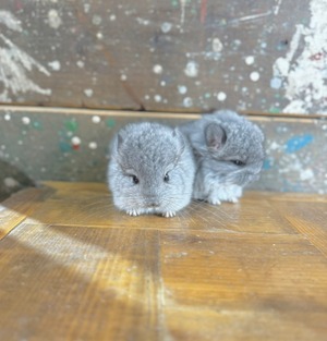 アンゴラチンチラ・スタンダードグレー（バイオレットキャリア）♂