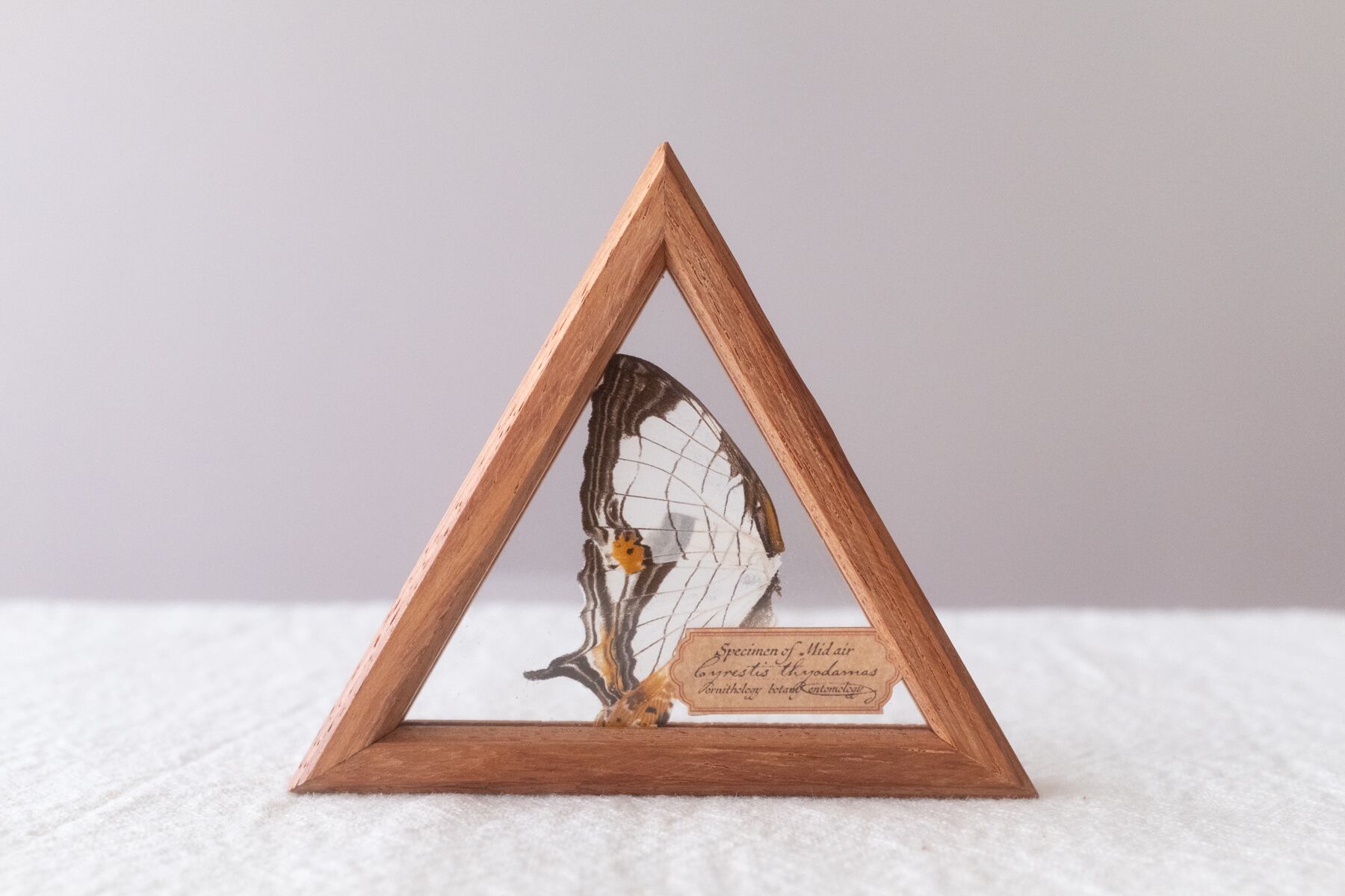 空中標本 | ATELIER de MIOMORI｜アトリエ・ド・ミオモリ