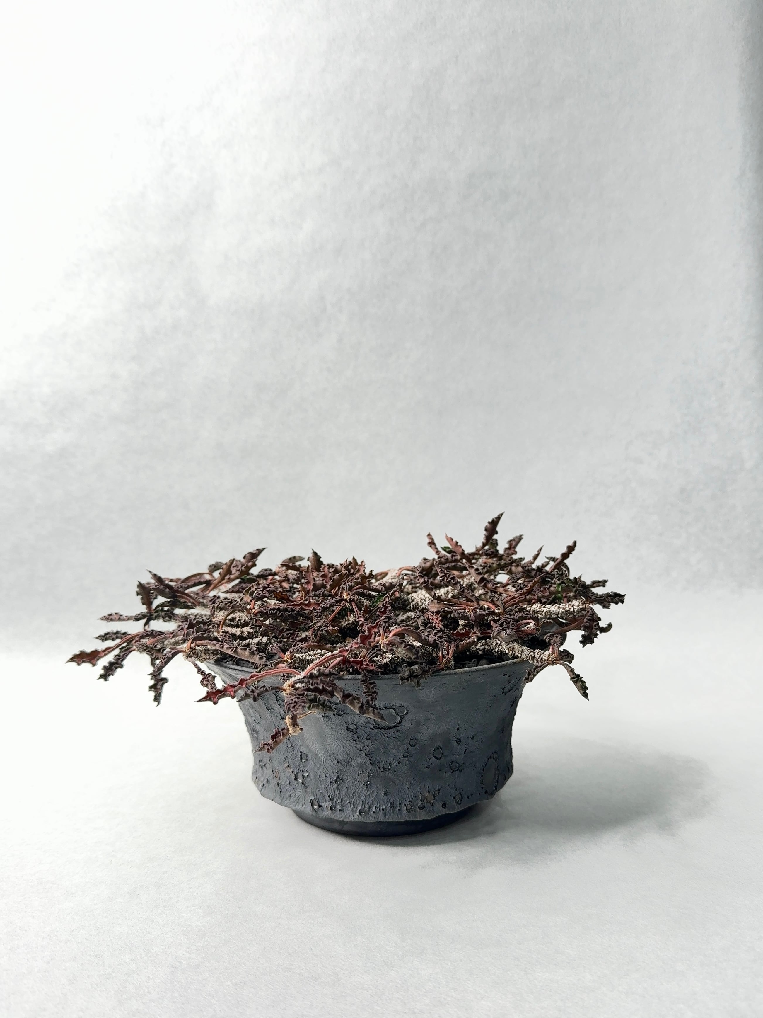 54.ユーフォルビア・デカリー | trigger