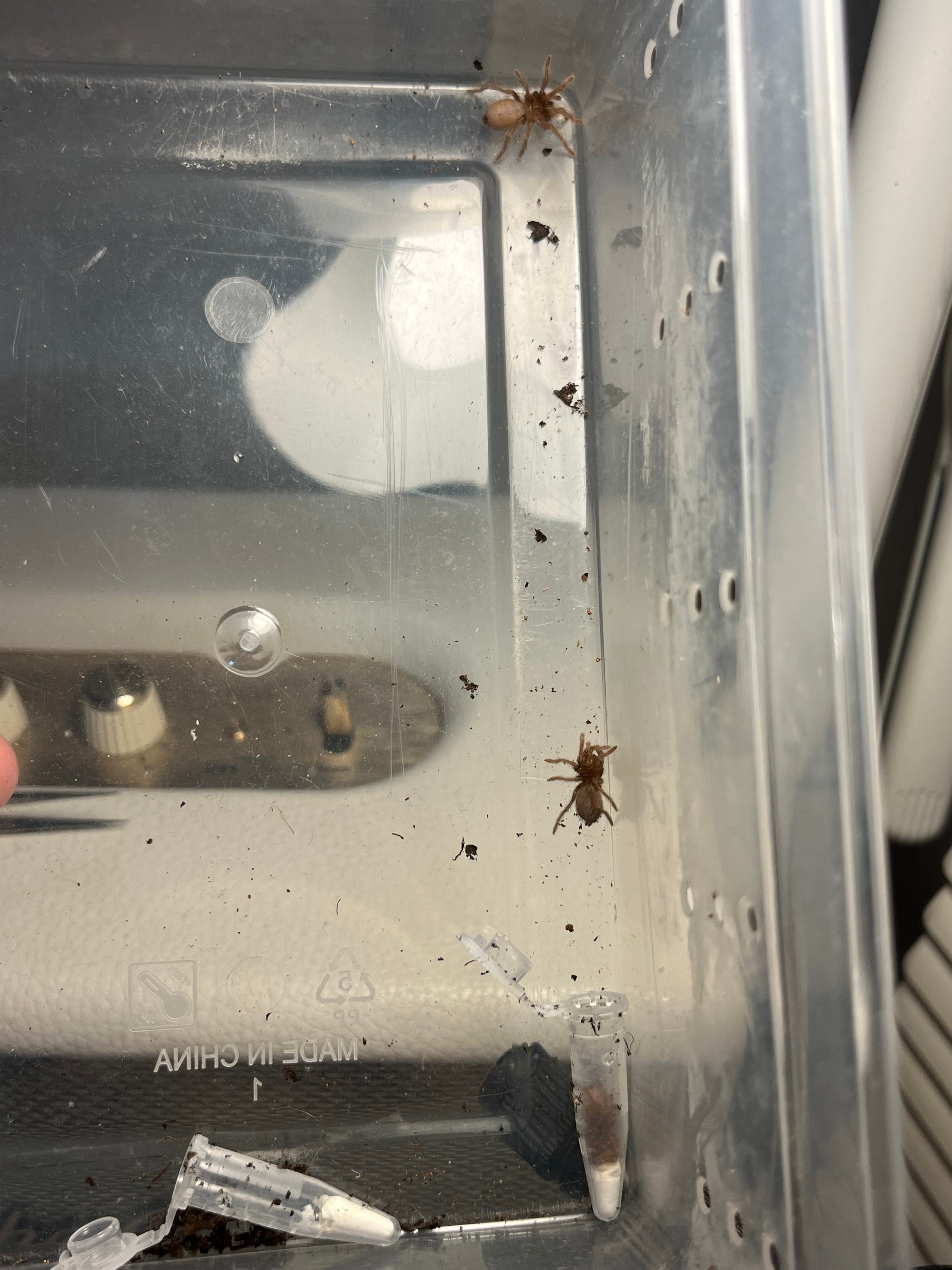 極美】ハラビロカマキリ Hierodula 昆虫標本 スパイダーマンティス