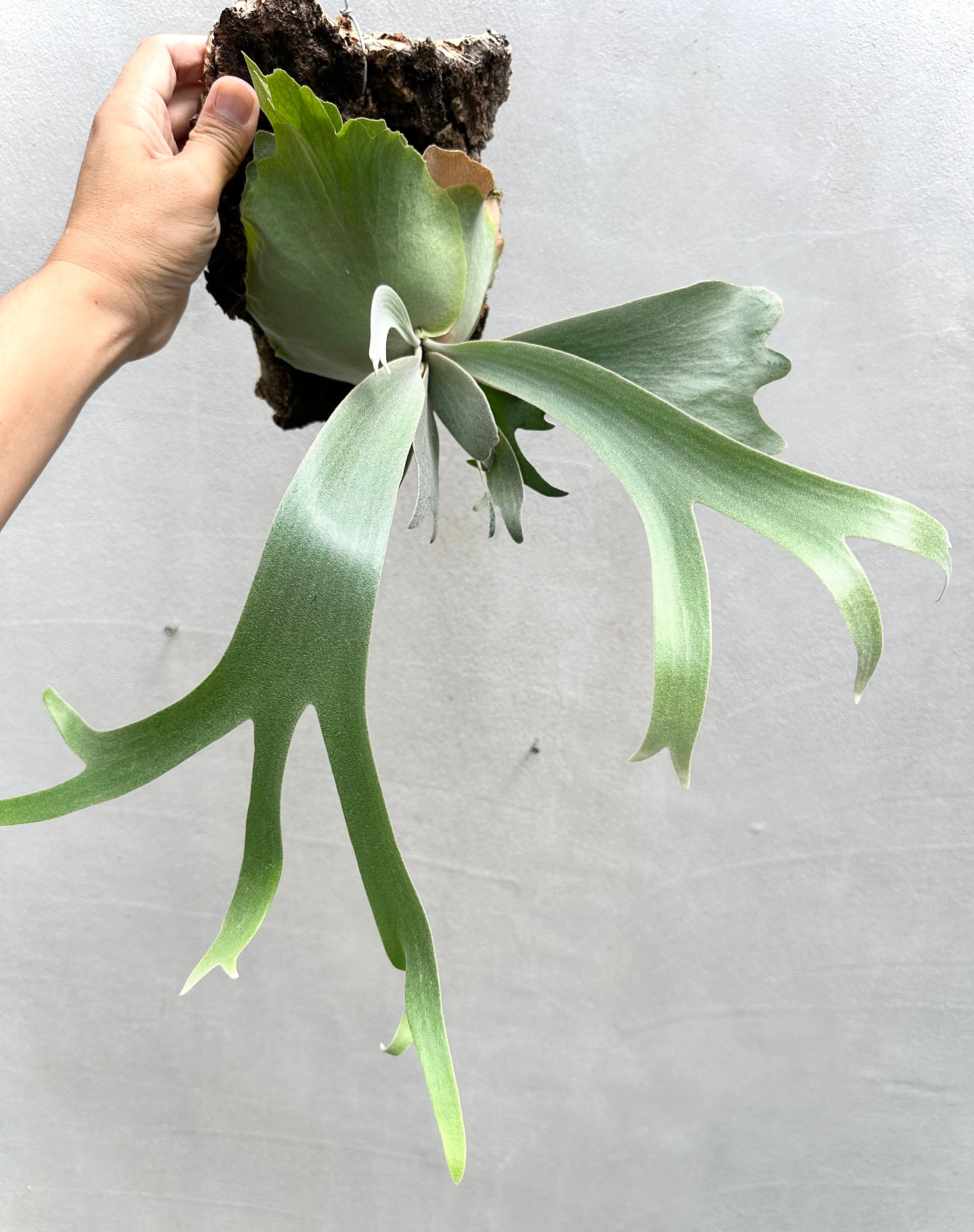 ビカクシダ P.willinckii 'Anapat #1'OC アナパット ビカクシダ P