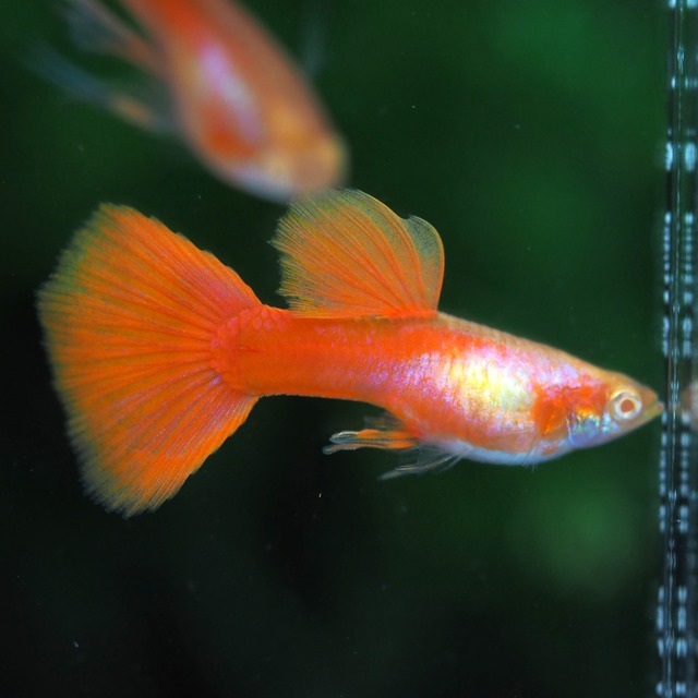 【現物】RREAプラチナレッドテールスワロー　1カルテット