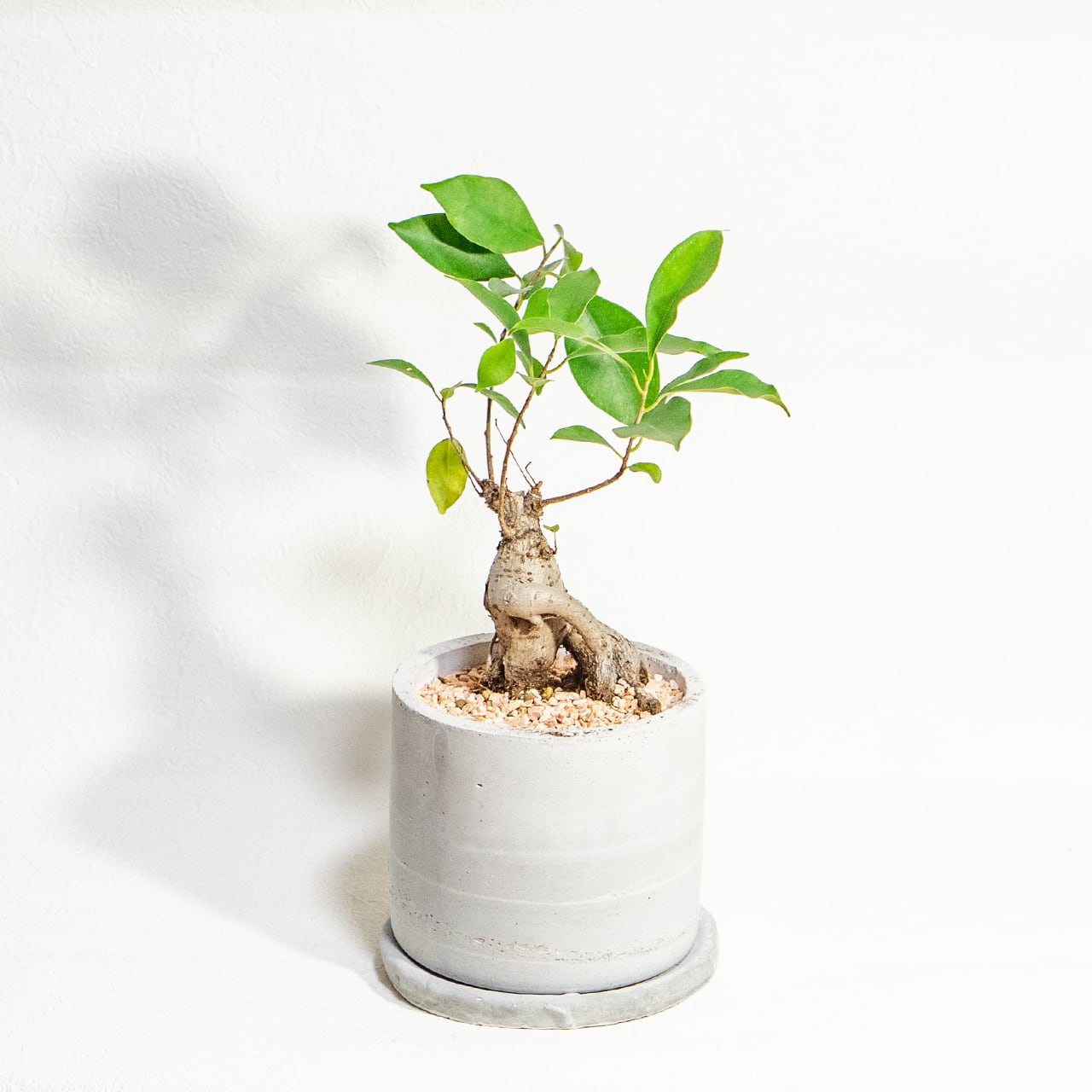 【力強く絡み合う太い根】個性的な樹形のガジュマル。植物を引き立てる無骨な手づくりモルタル鉢。根腐れを防ぐ独自配合の用土を使用|虫発生抑制/全国一律送料850円
