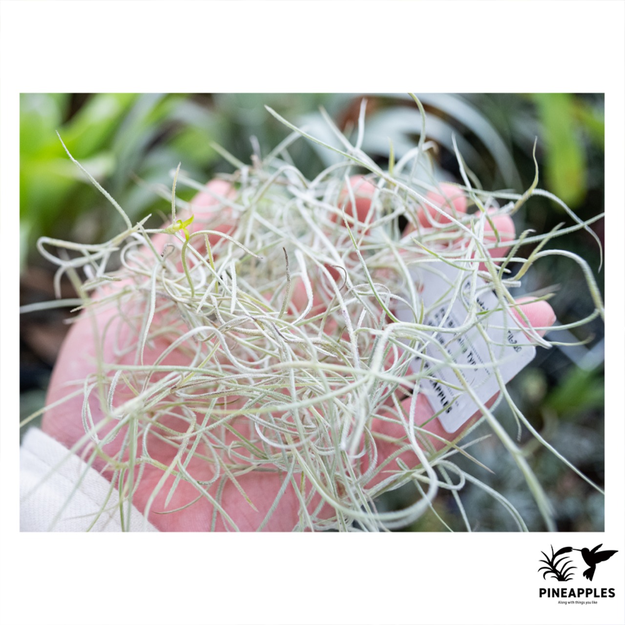 Tillandsia usuneoides (Fall Blooming Type) - 1