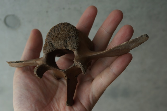 黒竜江省産シカ脊椎骨 Deer Vertebra 2307