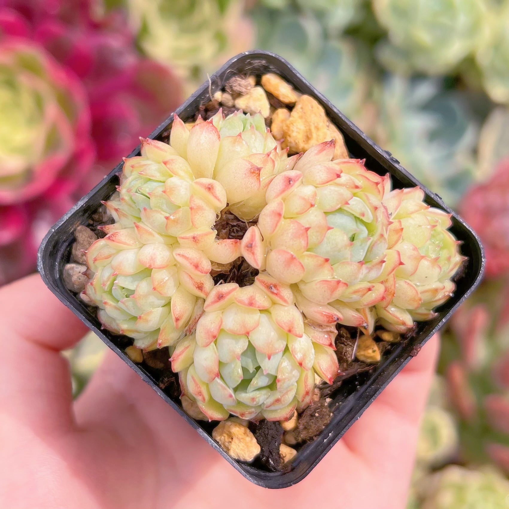 現品　グロブローサx静夜#889　群生　るる農園