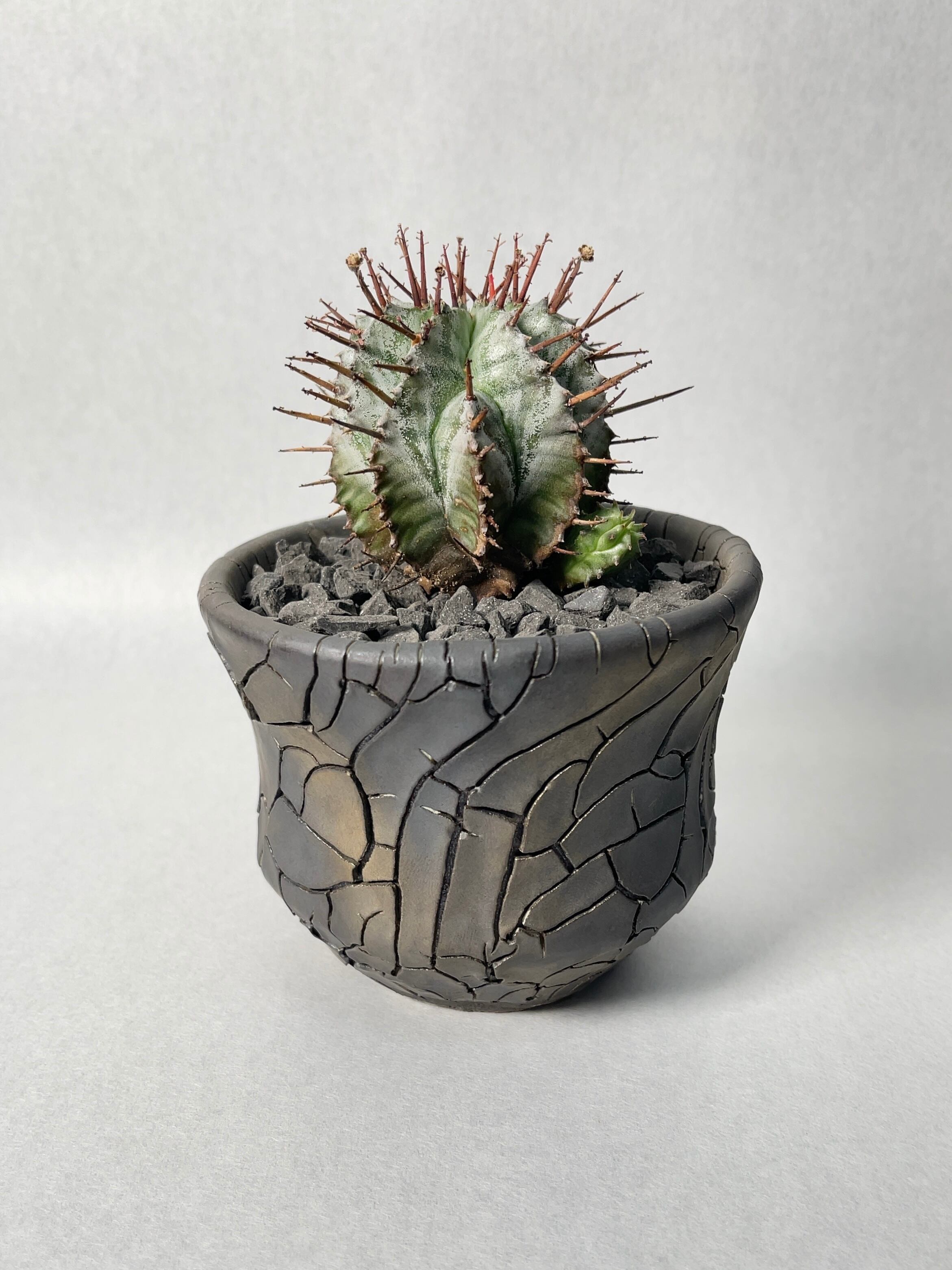 ユーフォルビア・白衣ホリダ | trigger