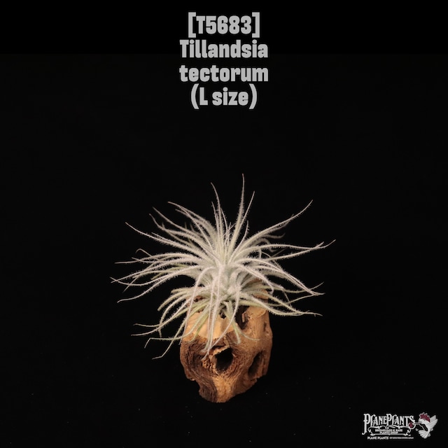 【送料無料】tectorum L〔エアプランツ〕現品発送T5484