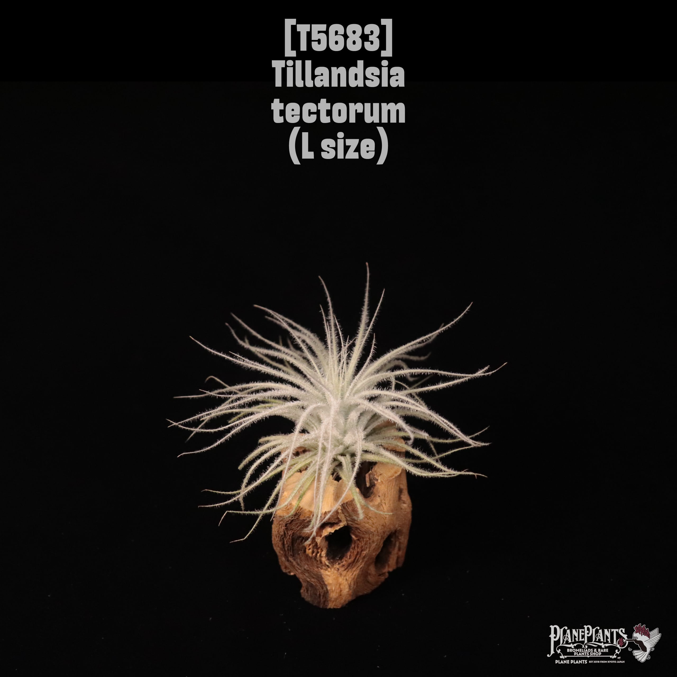 【送料無料】tectorum L〔エアプランツ〕現品発送T5683