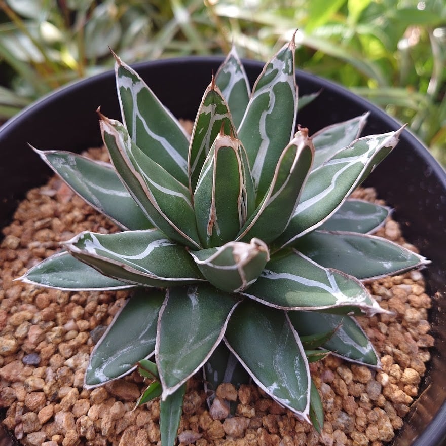 アガベ 笹の雪 4 Agave victoriae reginae 子株3付