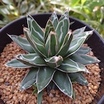 アガベ 笹の雪 4 Agave victoriae reginae 子株3付