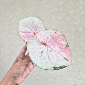 《Caladium Phetjomthong 》カラジウム ペッジョムトーン 観葉植物 葉色 アロイド