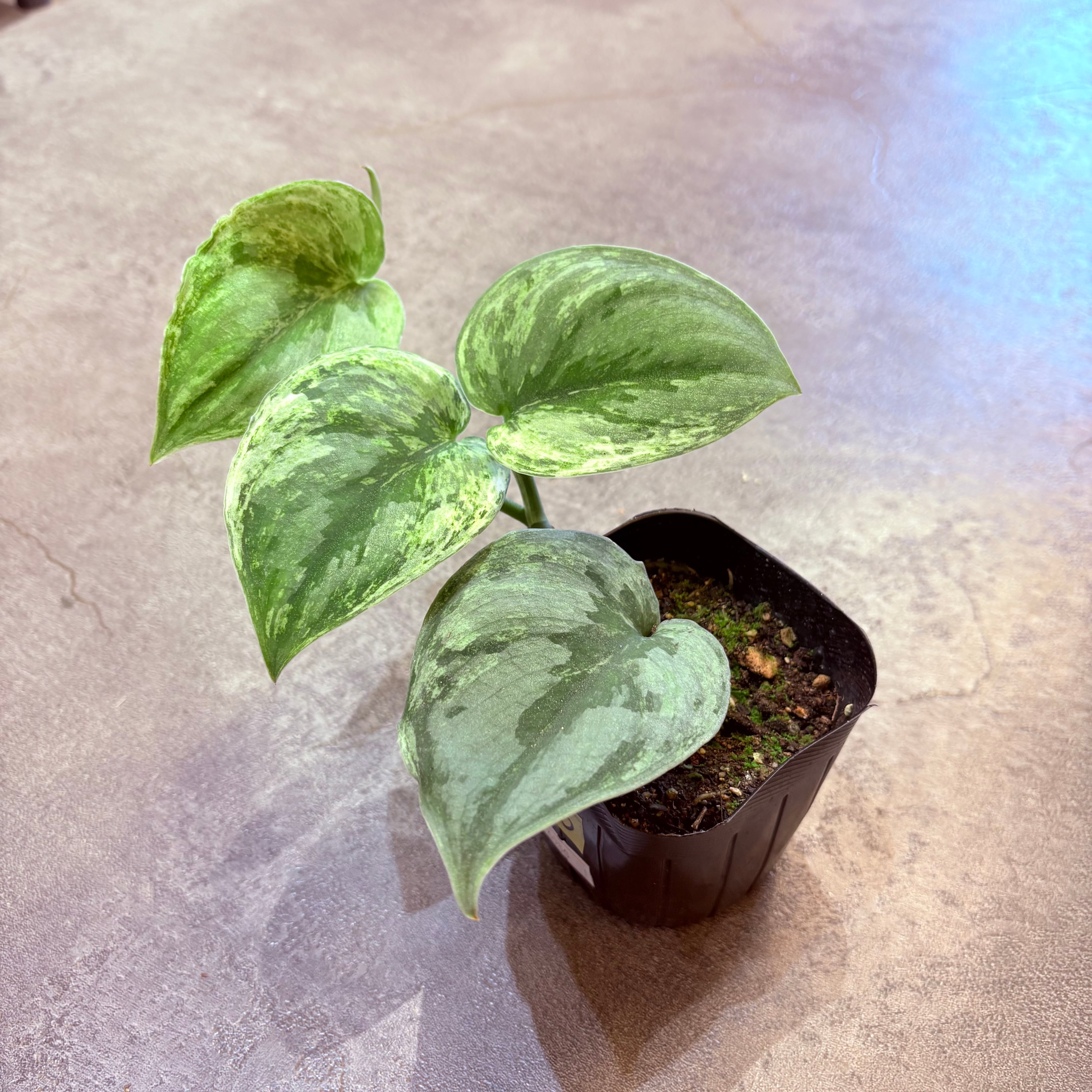 スキンダプサス エキゾチカ ホログラム スキンダプサス エキゾチカ