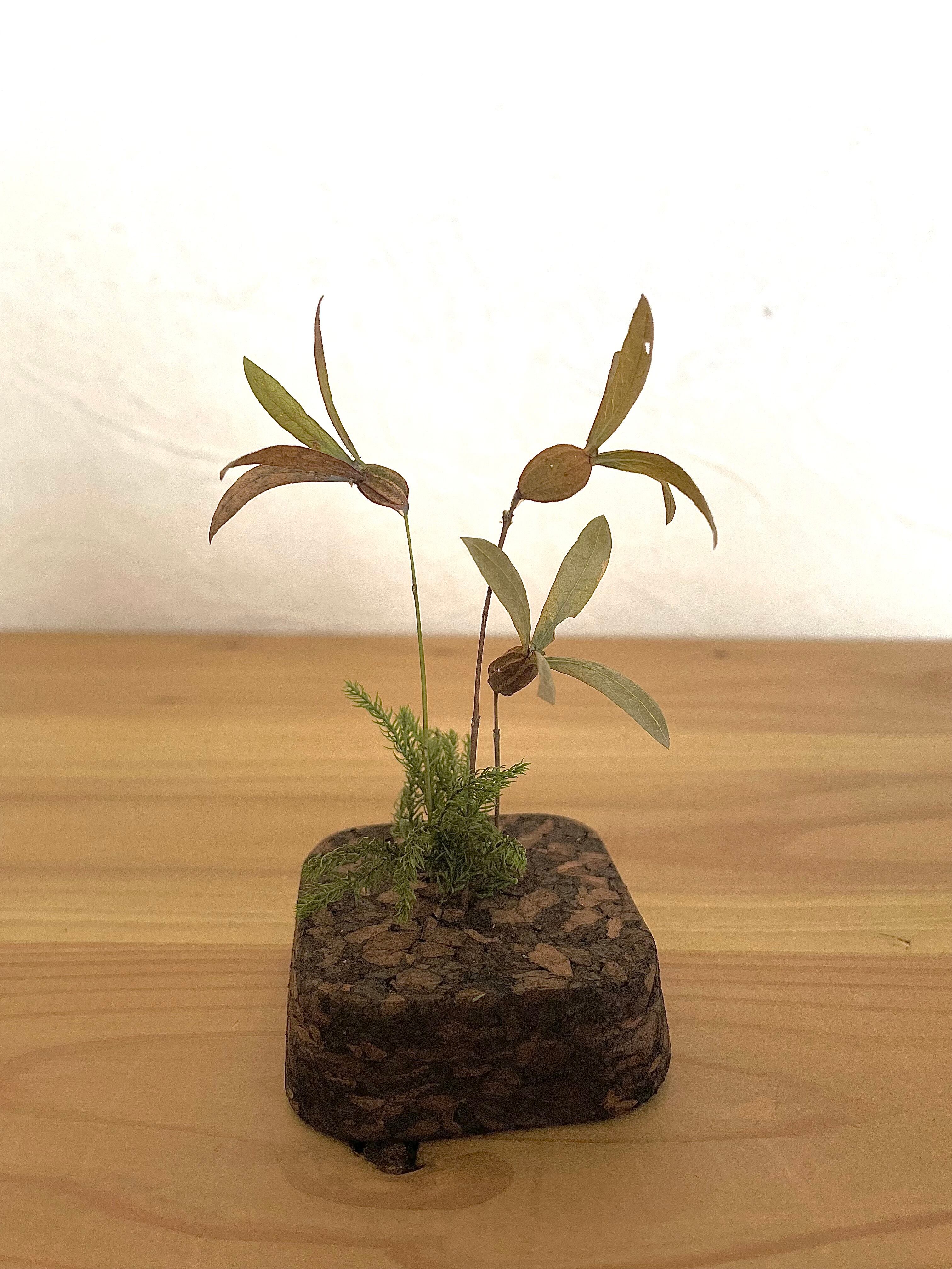 ツクバネのボトルフラワー | 後藤庭店