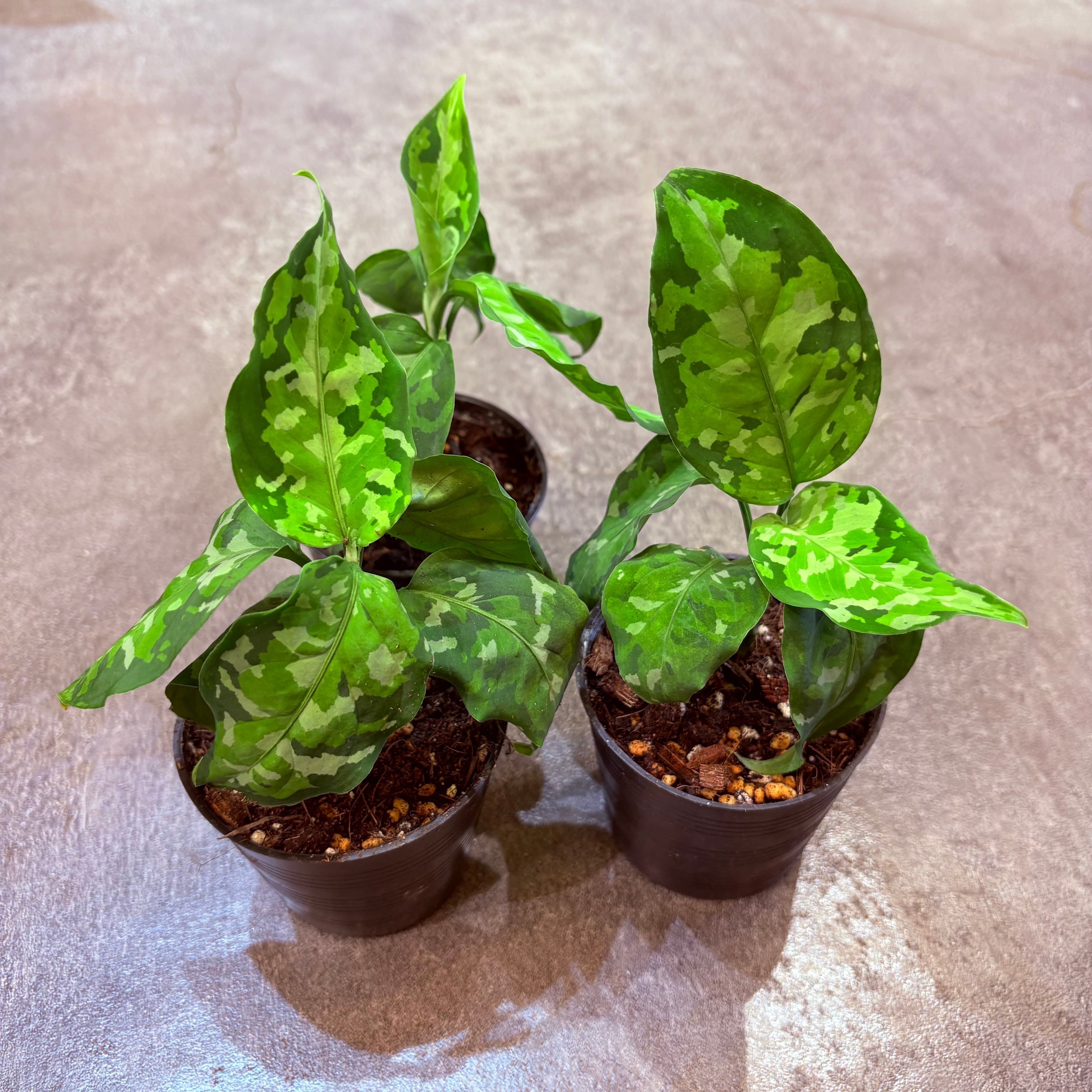 アグラオネマ ピクタムトリカラー 2.5号 | Green Vibes 宇都宮市の観葉