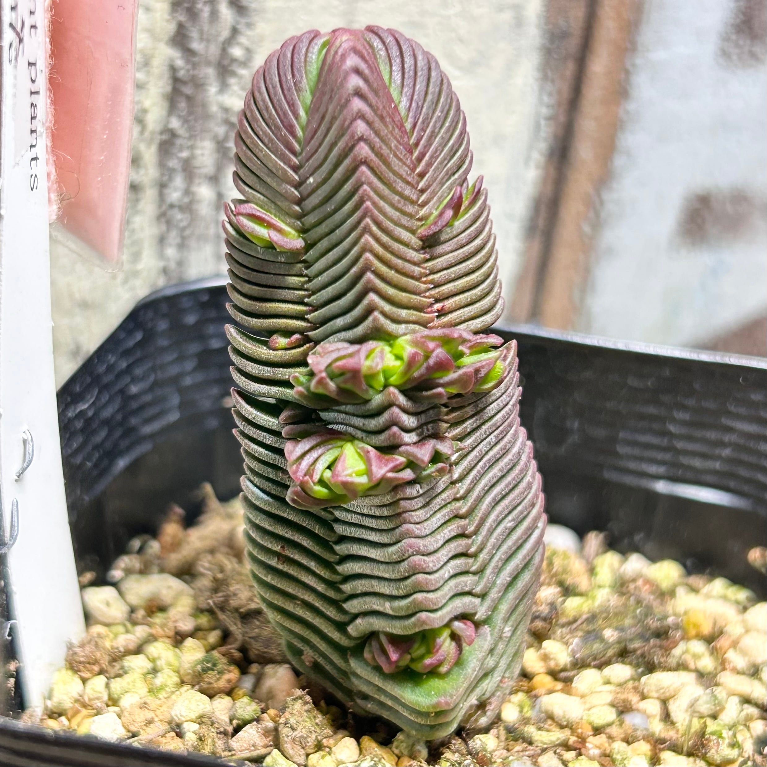 韓国苗 | RuPo 多肉植物専門店