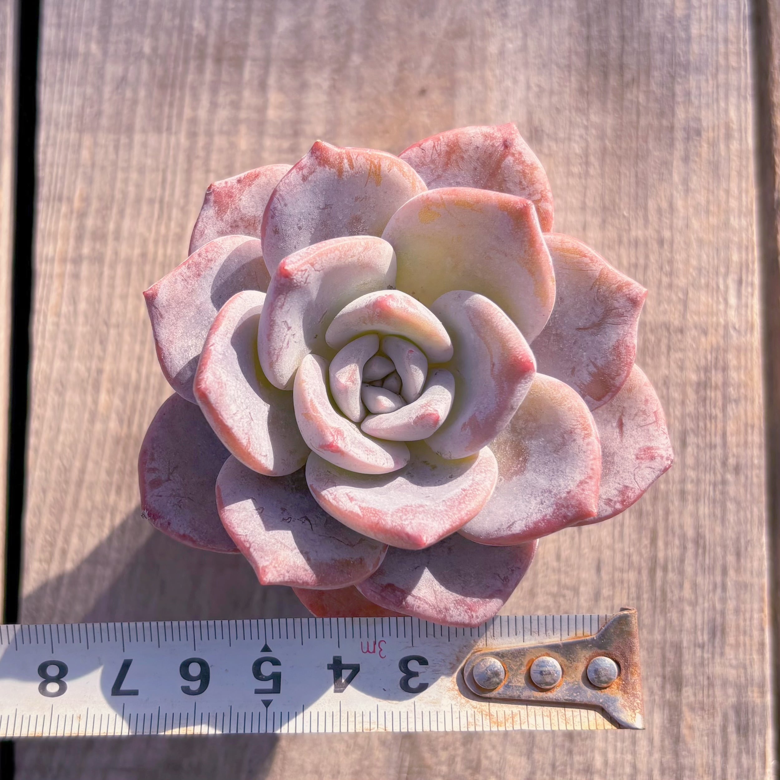 多肉植物 桜花雪 新入荷 るる農園 | るる農園~多肉植物専門