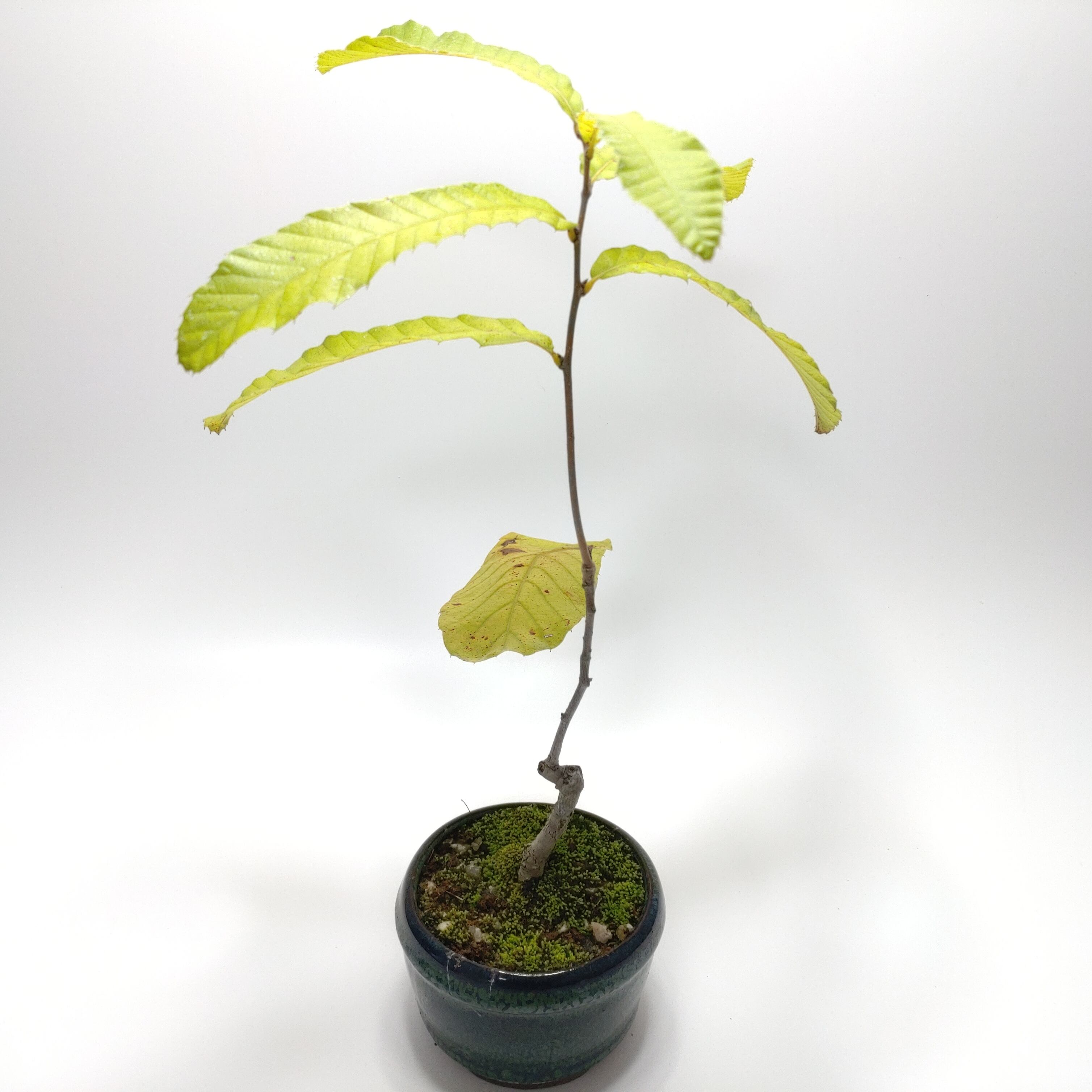 姫沙羅（ヒメシャラ）盆栽 S027 正規 品