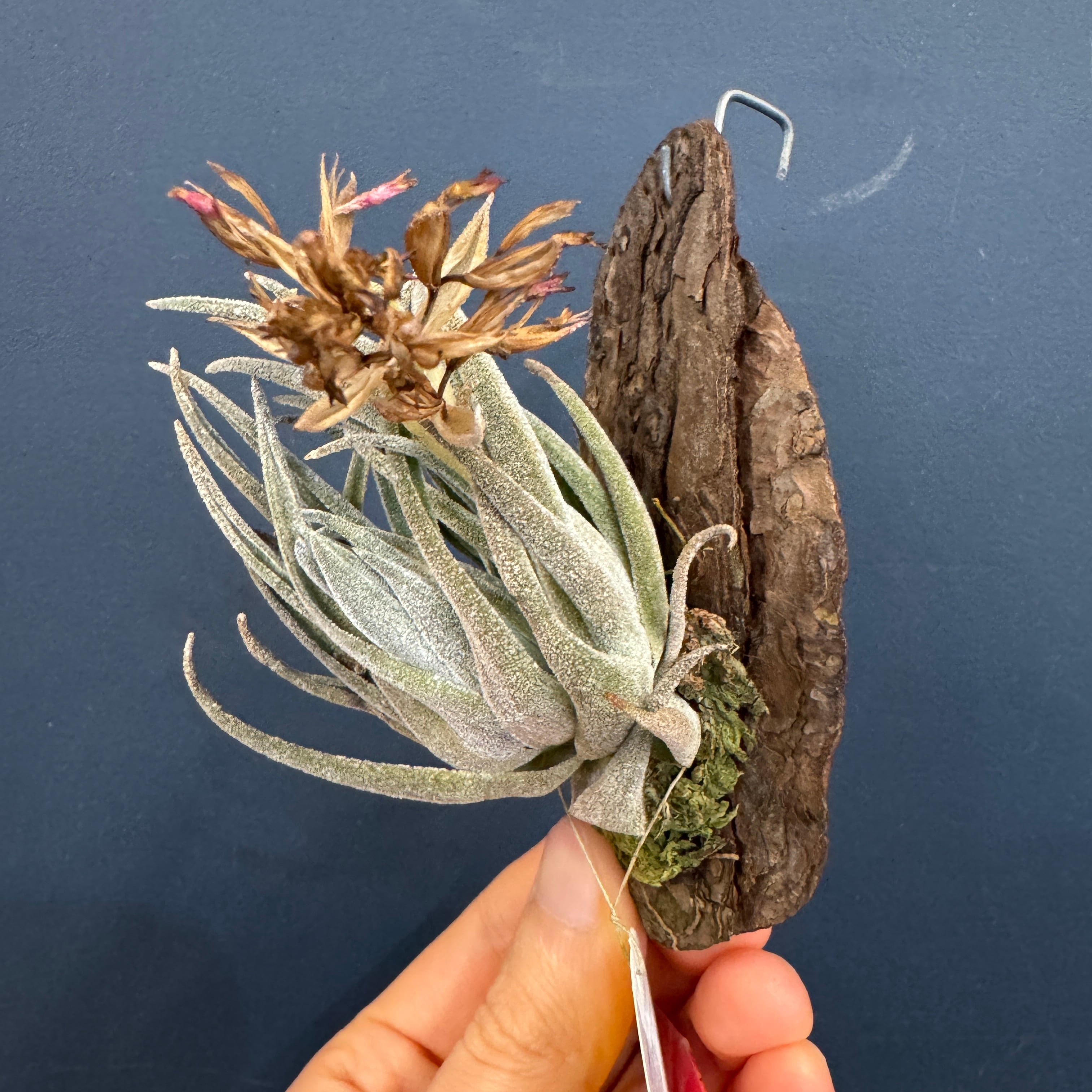 チランジア ブラキフィラ【572】 | PROTOLEAF プロトリーフ