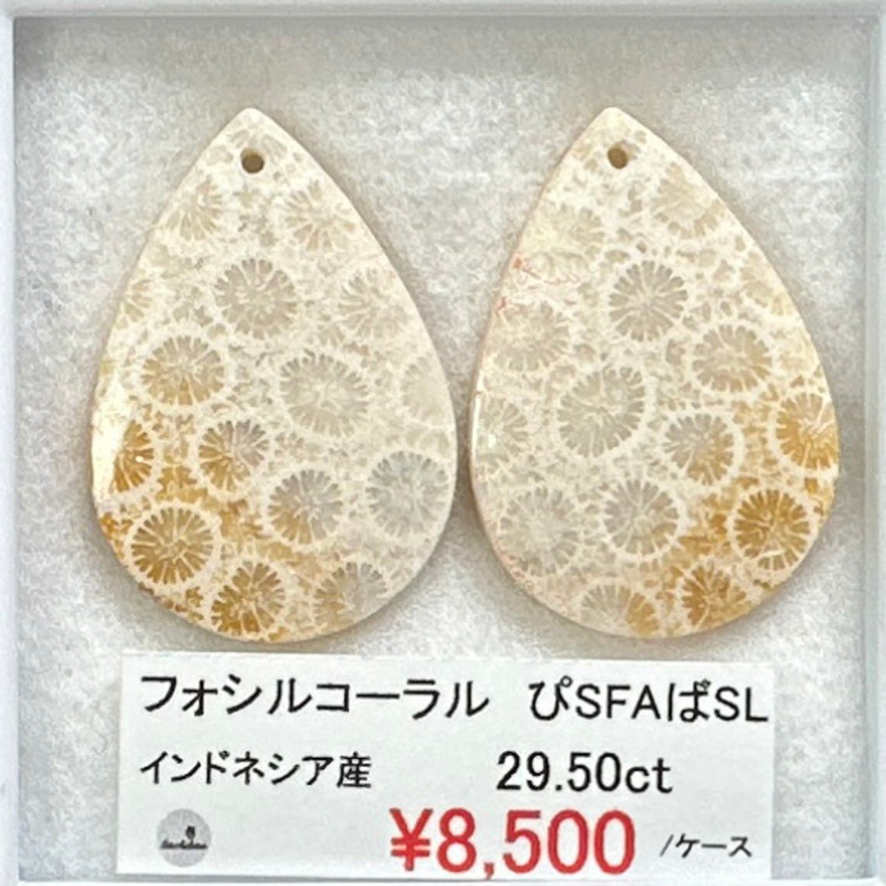 ◇フォシルコーラル◇　はちぴあ・はちばちSML