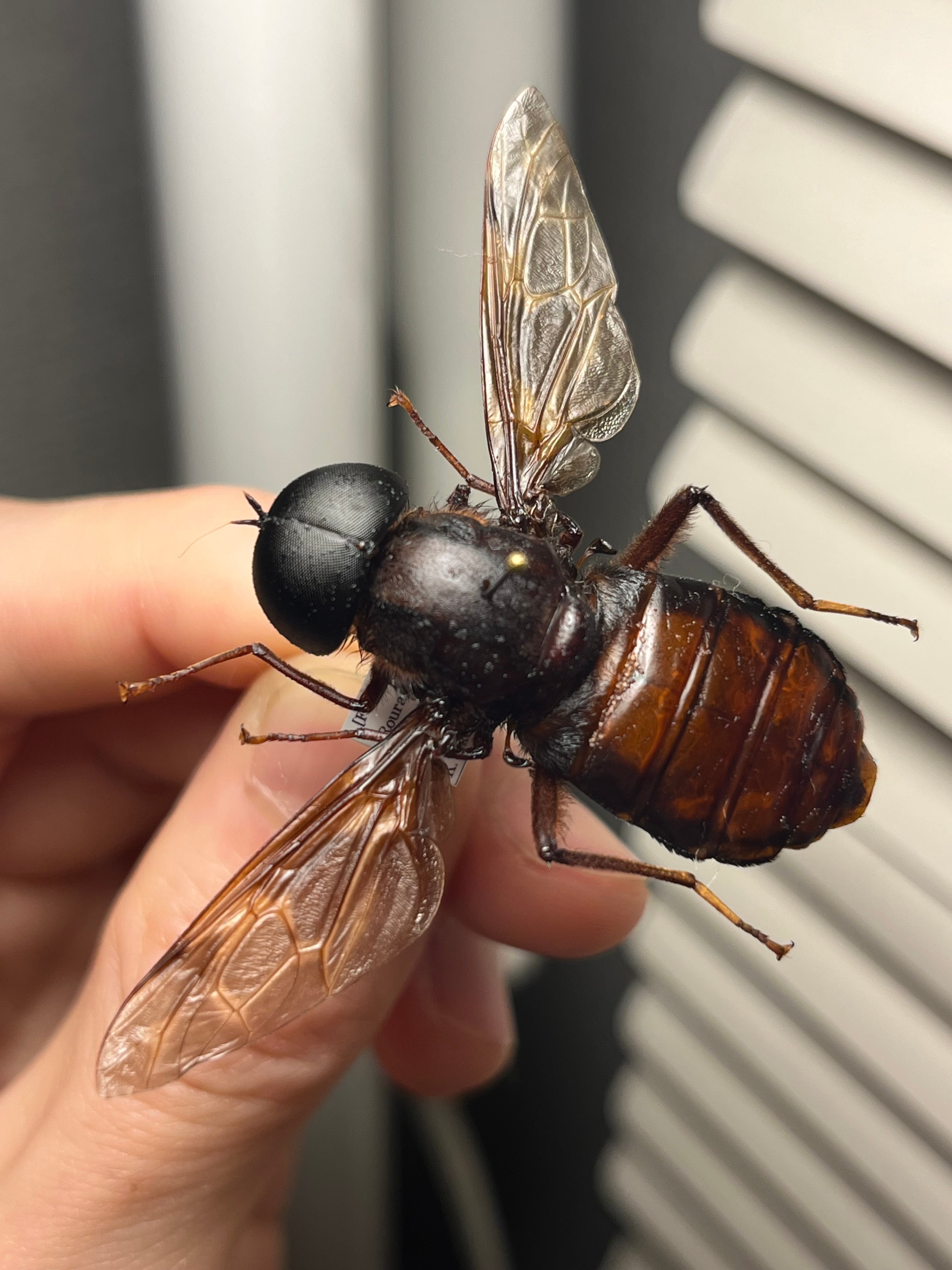 ムシヒキアブの一種 ハエ ベルゼバブ キエリアブラゼミ 蝉セミハエハチベルゼバブ ムシヒキアブの一種 ハエ ベルゼバブ キエリアブラゼミ 蝉セミハエハチ