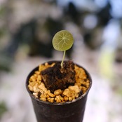 Stephania kaweesakii / ステファニア カウィーサキー㉗/ 観葉植物