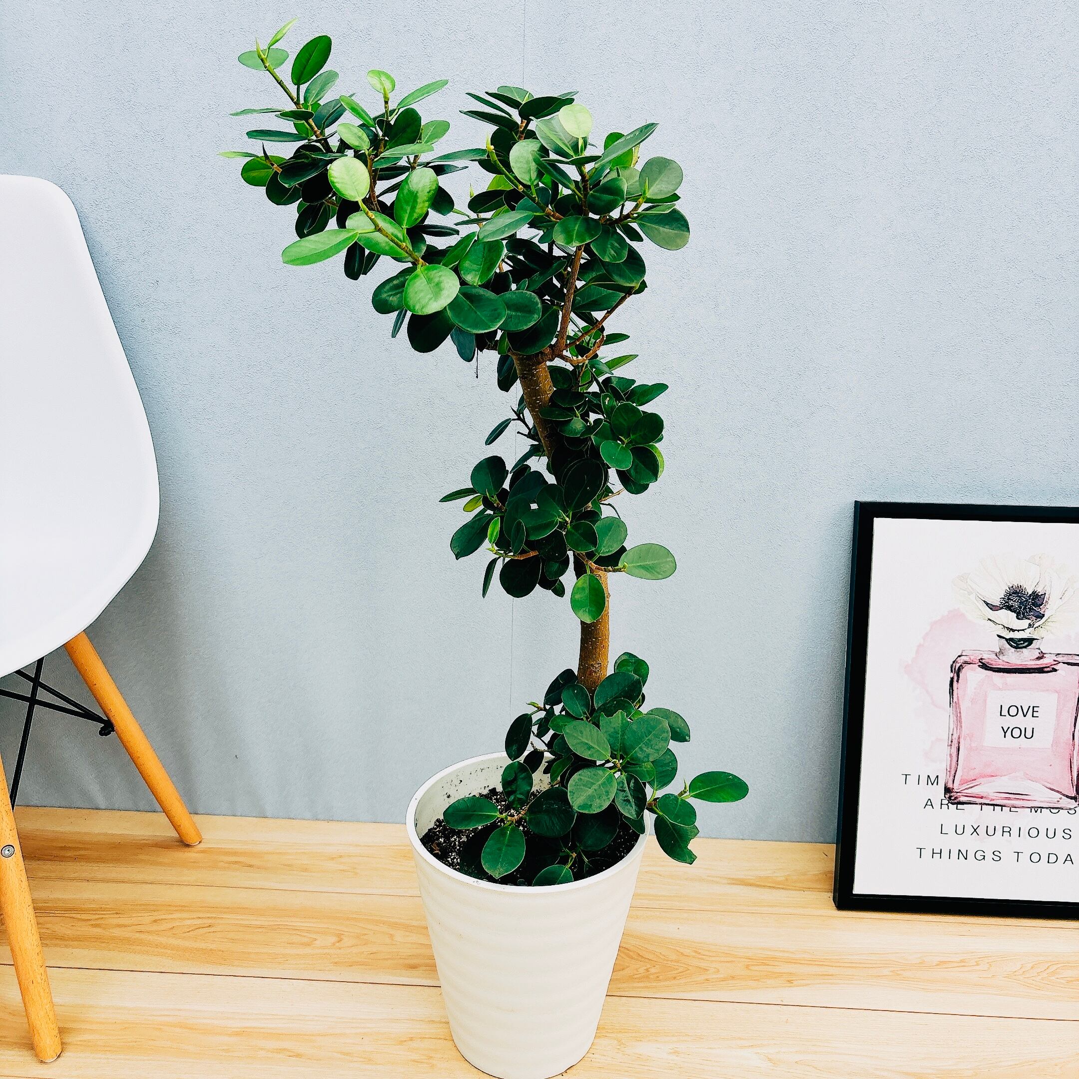 斑入り パンダガジュマル 希少 実生 実生接木 パンダガジュマル斑入り