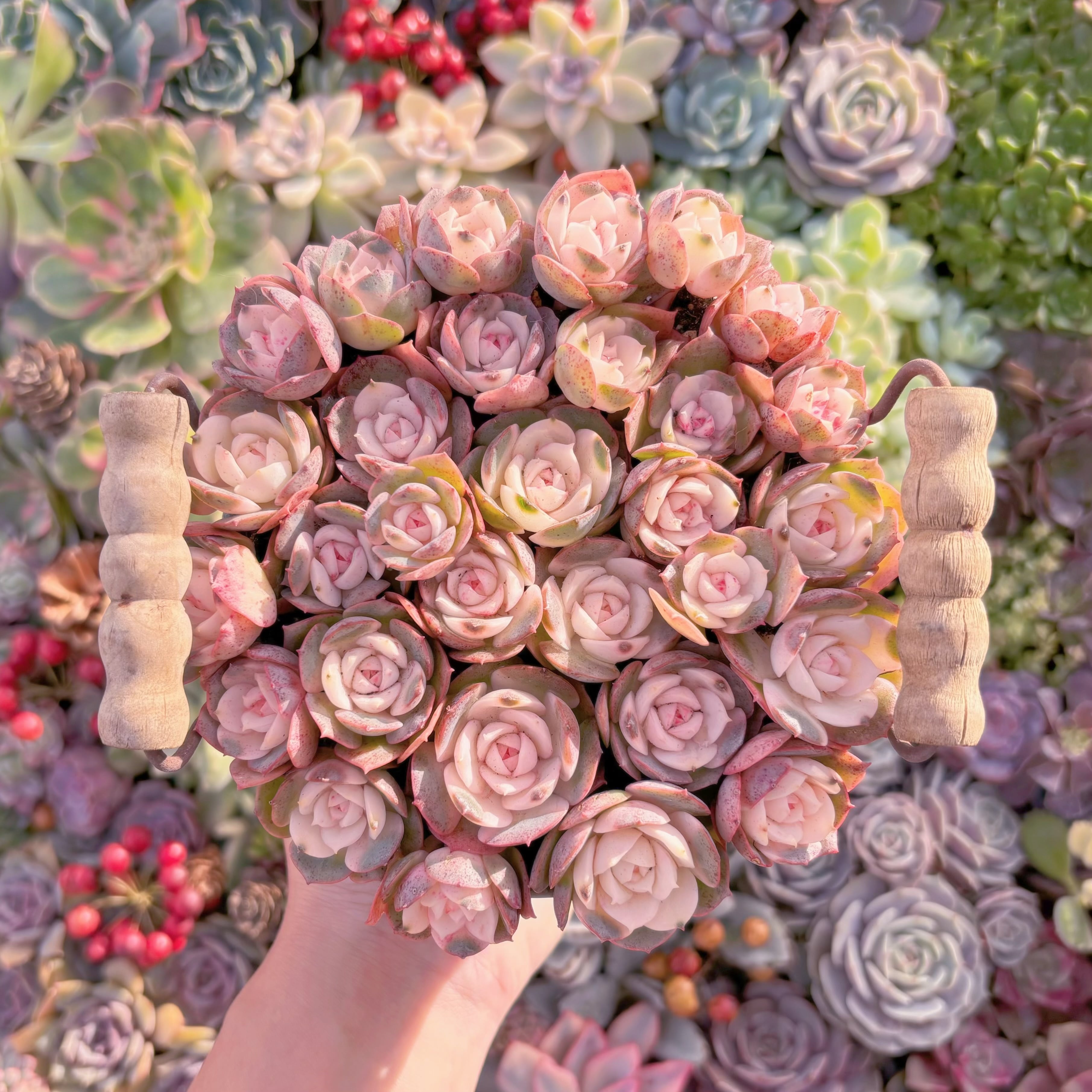 現品　イタリアローズ錦#E07　るる農園