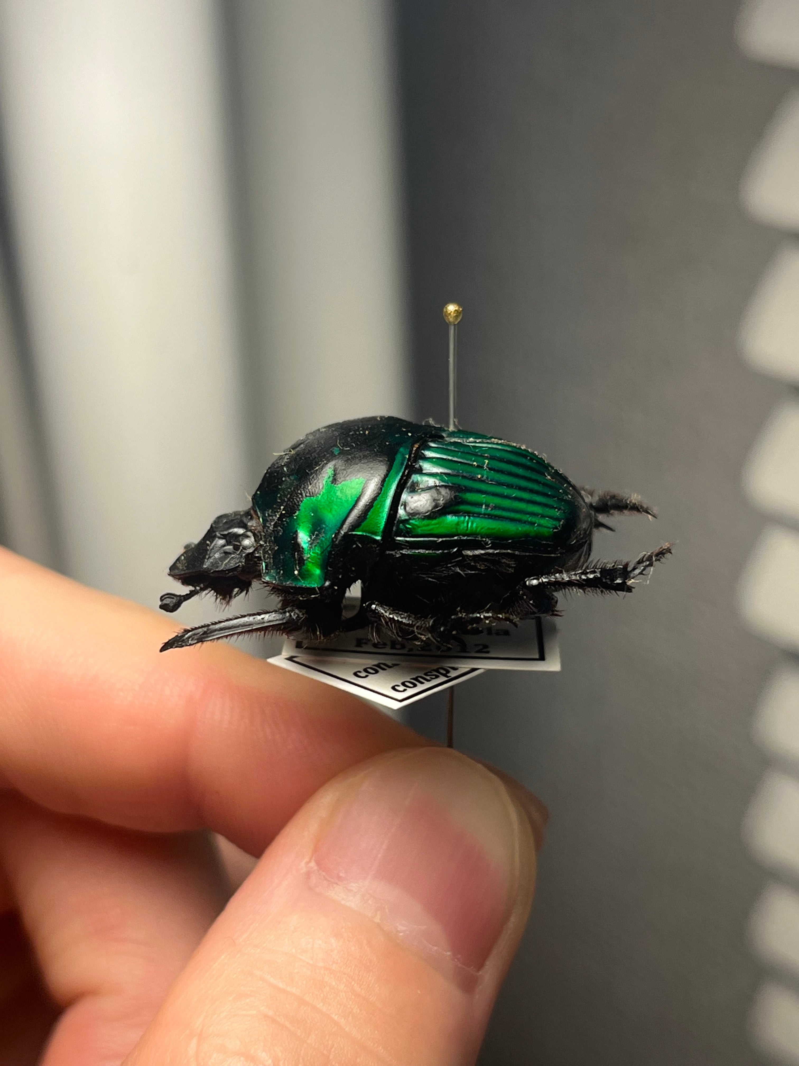 27mm♀】ミドリツヤダイコクコガネ フンチュウ糞虫昆虫標本甲虫