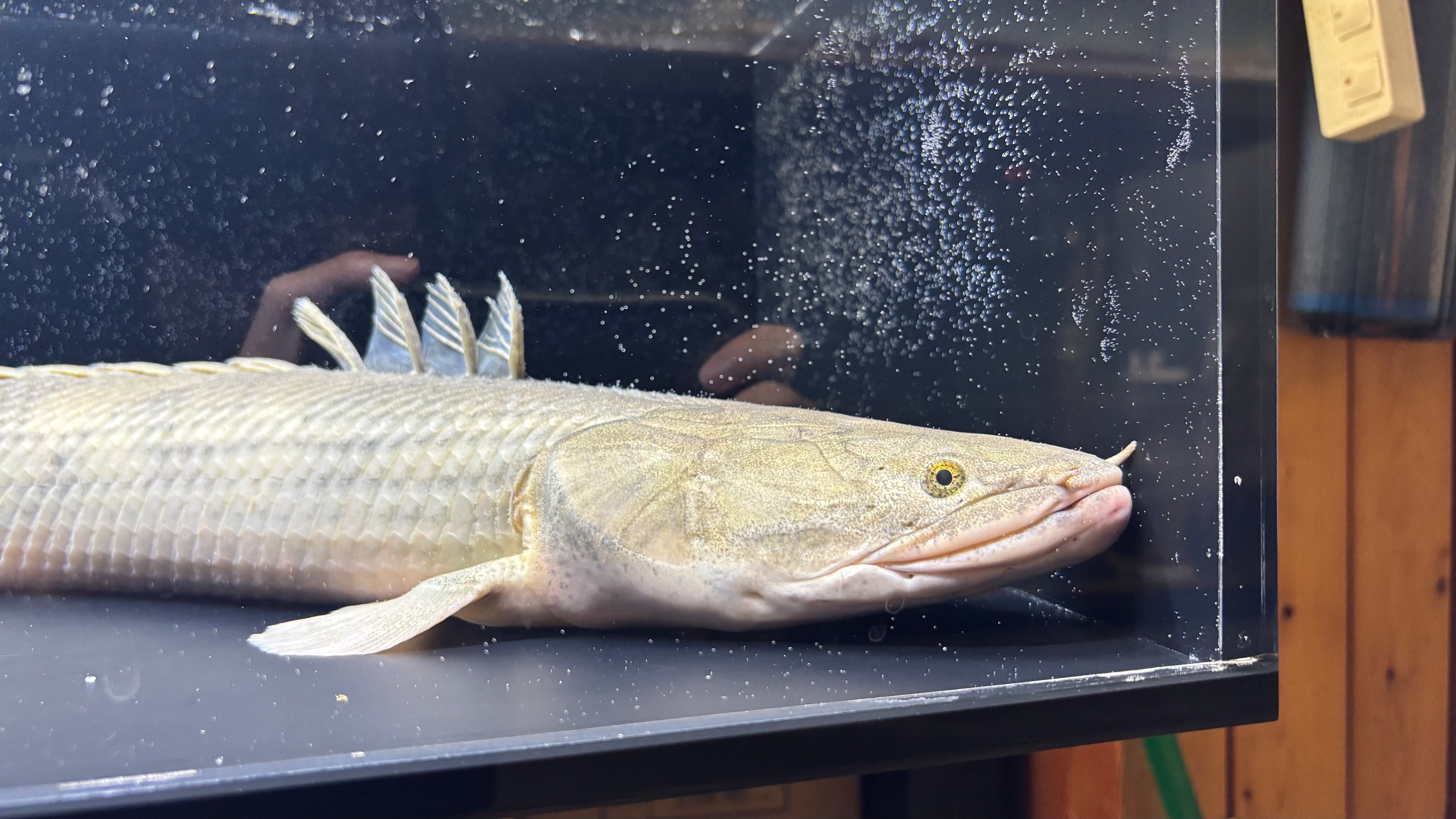 わいるどもんオリジナル 流動式フィルター 80cmサイズ 単品 | アフリカ