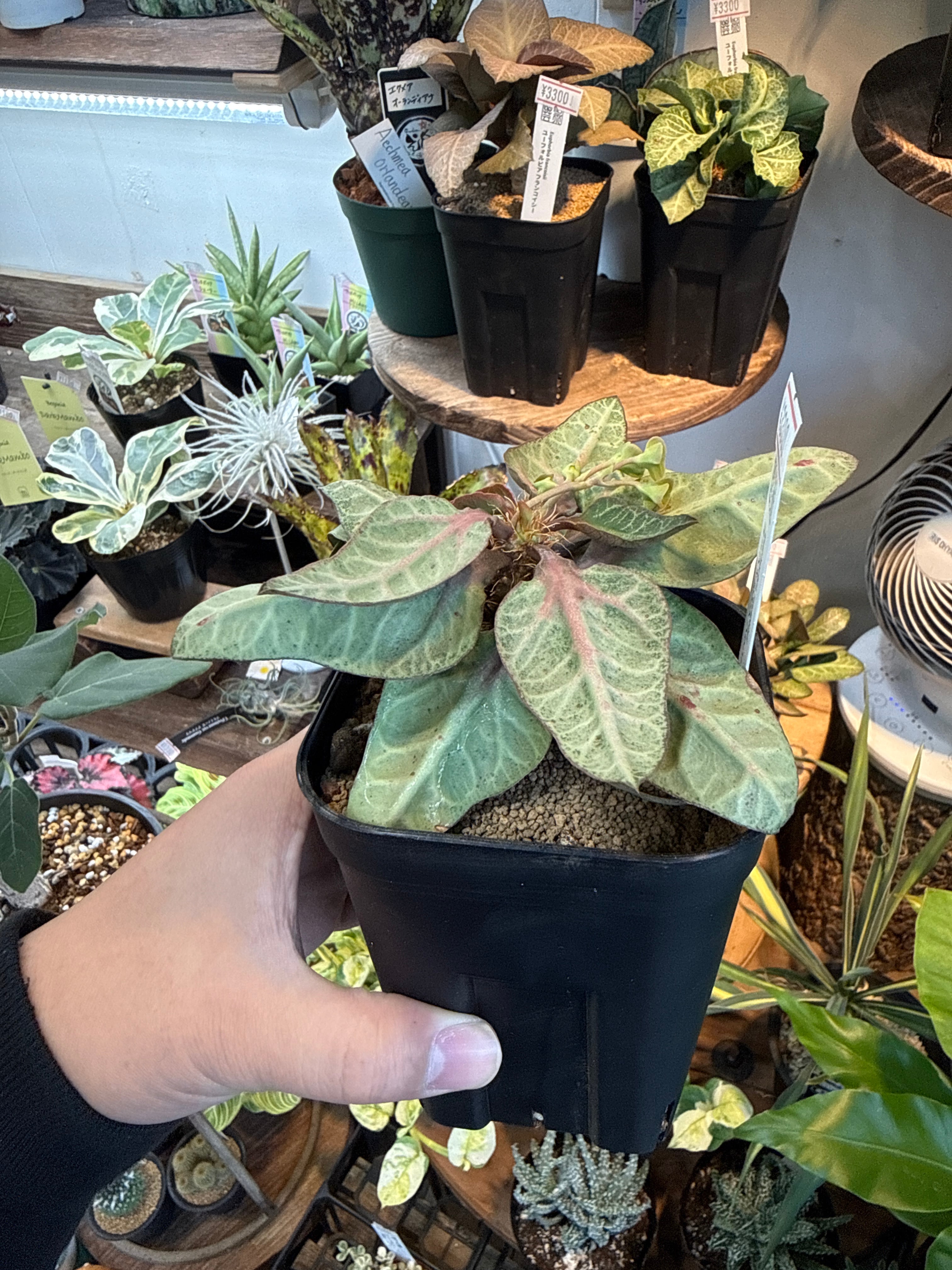 ⑥ユーフォルビア フランコイシー | Gardenえん 【観葉熱帯植物】