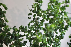 【渋谷区周辺エリア/配送料無料】【L】ベンジャミンバロック/Ficus Lyrata Bambino ※パウダーコートスチール鉢カバー付き