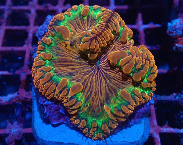 【現地買付】Blastomussa PremiumPlate