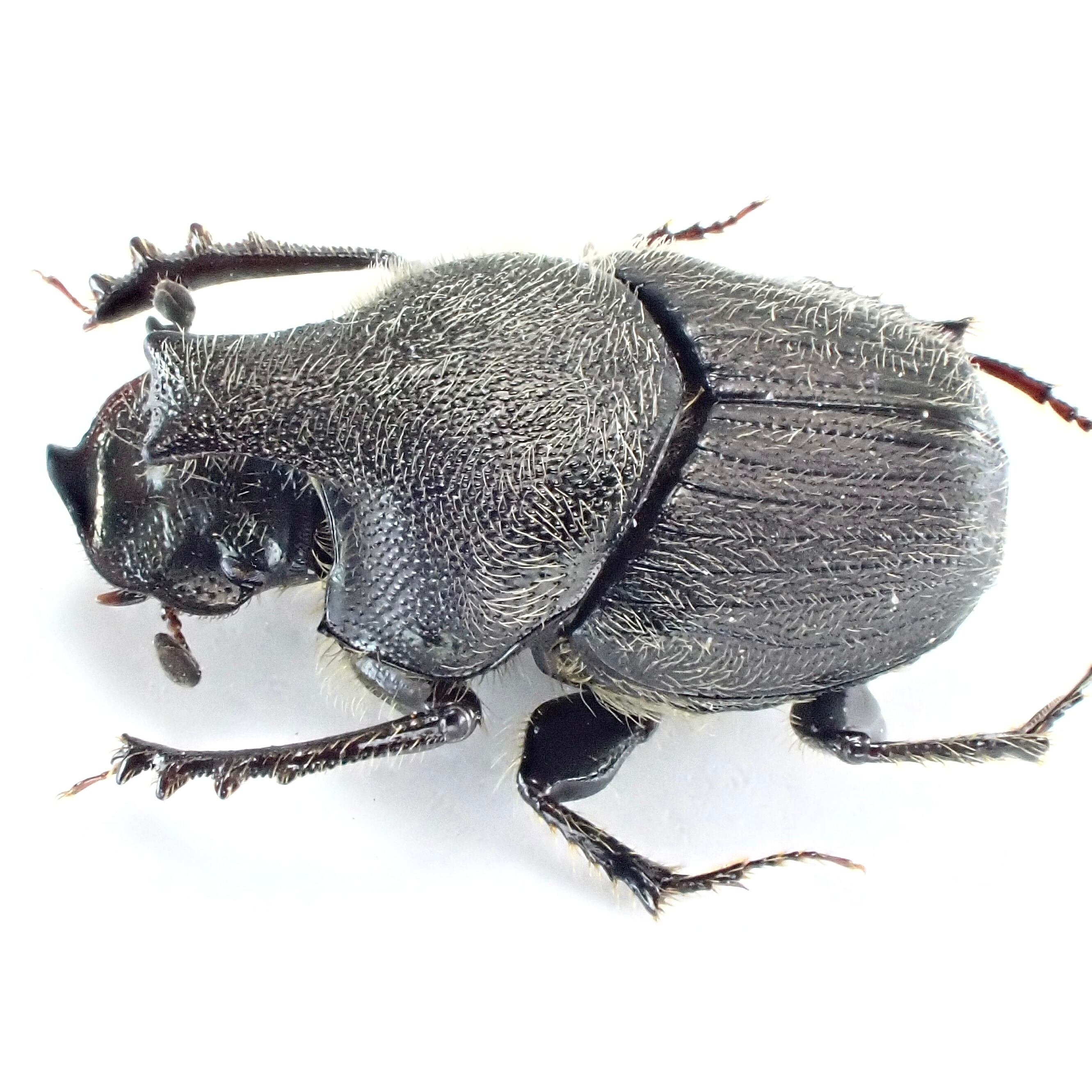 USA産 Onthophagus hecate ♂♀ 7mm/6mm XL | 昆虫標本 Diggers & Rollers