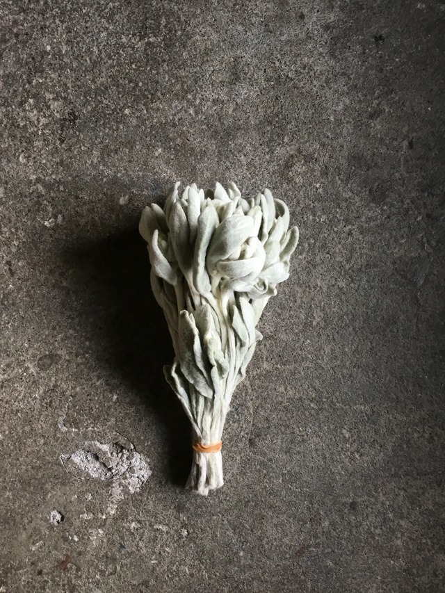 ラムズイヤー ドライフラワー 束 | MEmENTO Dried flower arrangement 