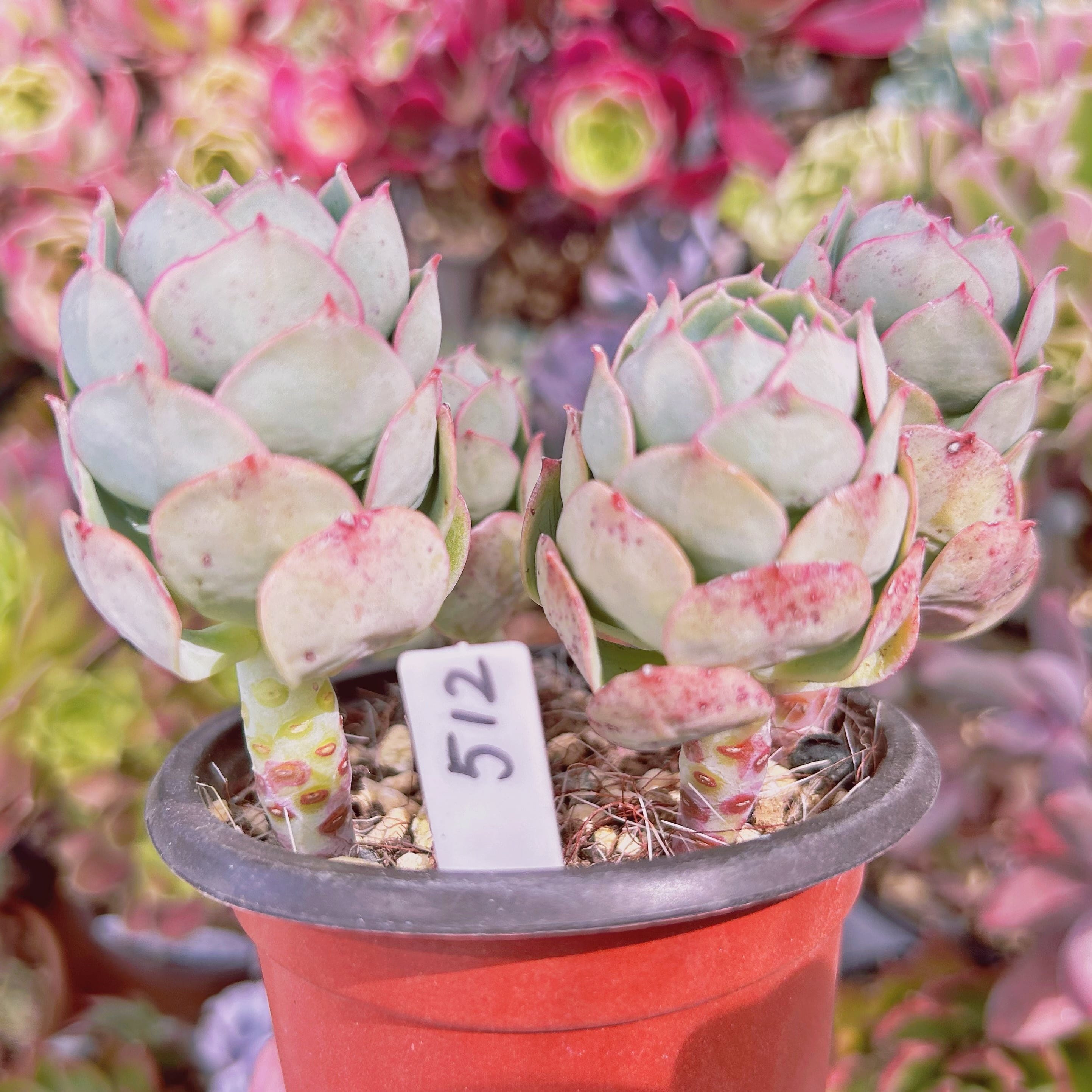 多肉植物 ファインローズ 古株抜き苗 【公式通販】