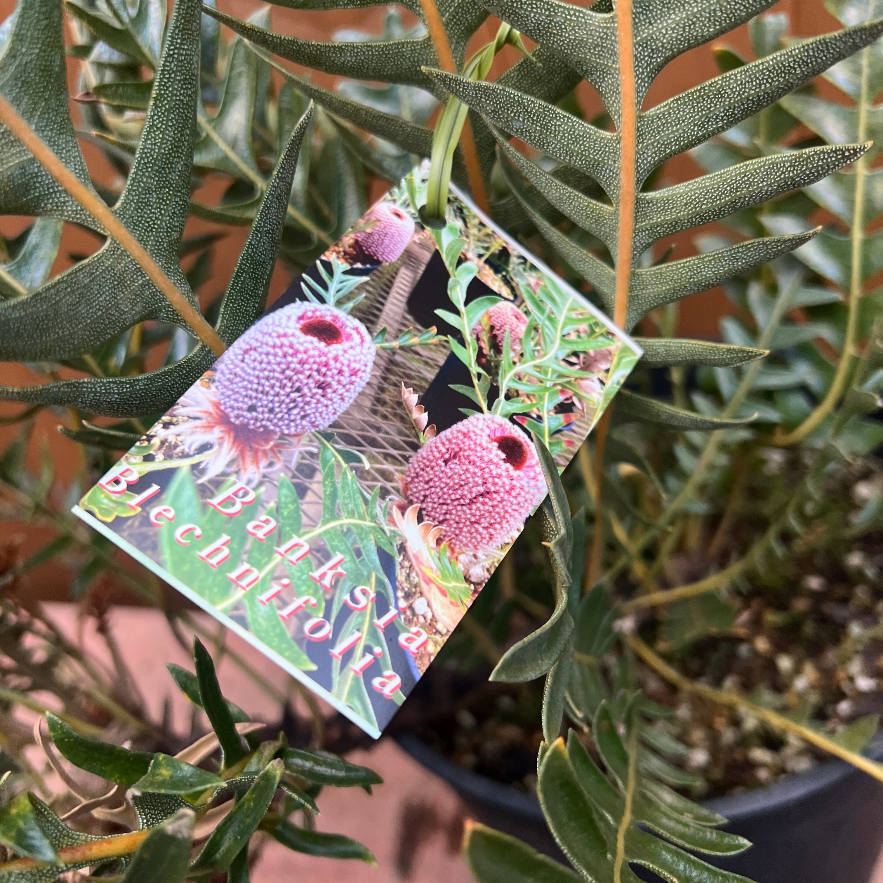 バンクシア ブレイクニフォリア① | 沼ノ上農園