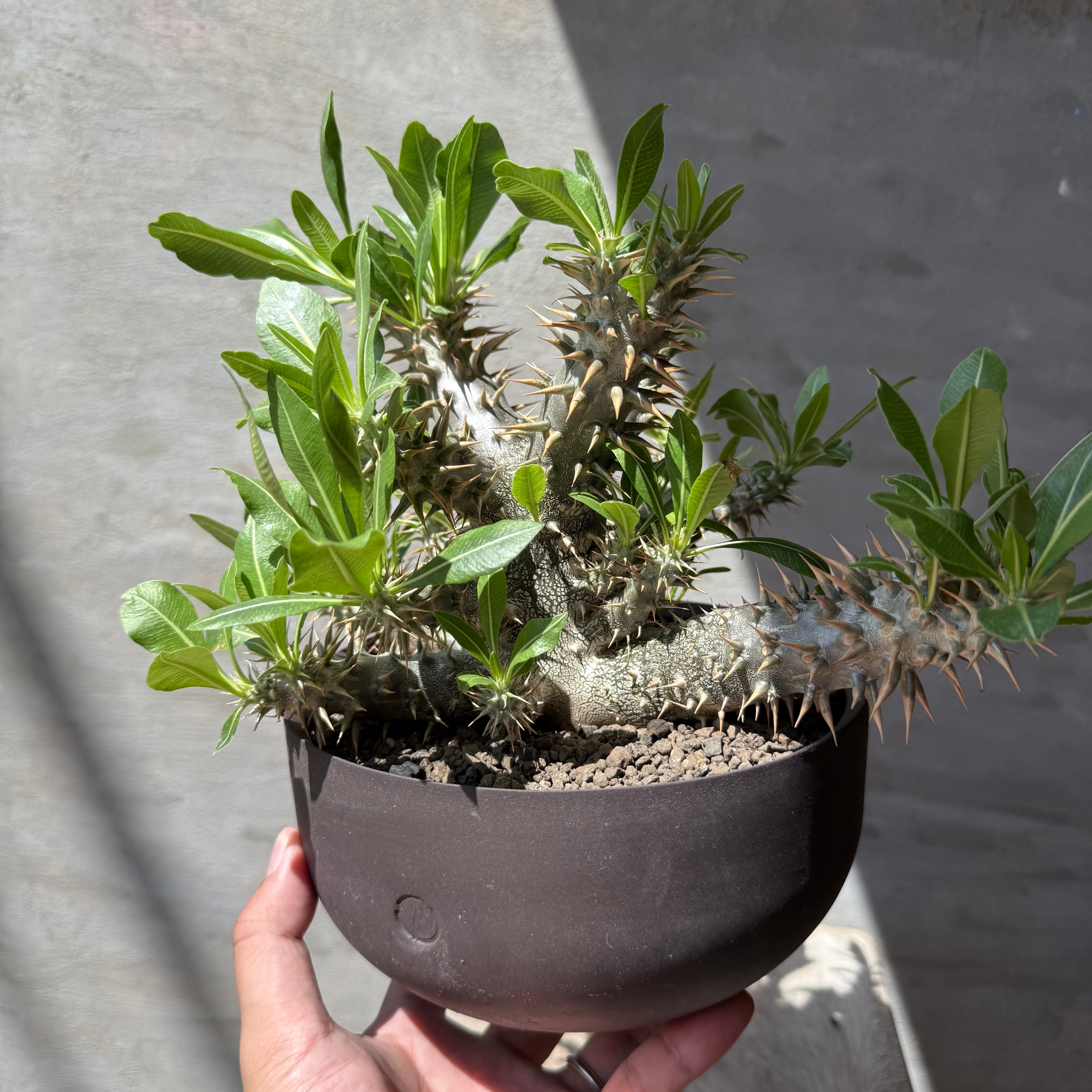 8/10（月）21:00より再販！【植物鉢】 Valiem GHOST（BOWL / Sサイズ