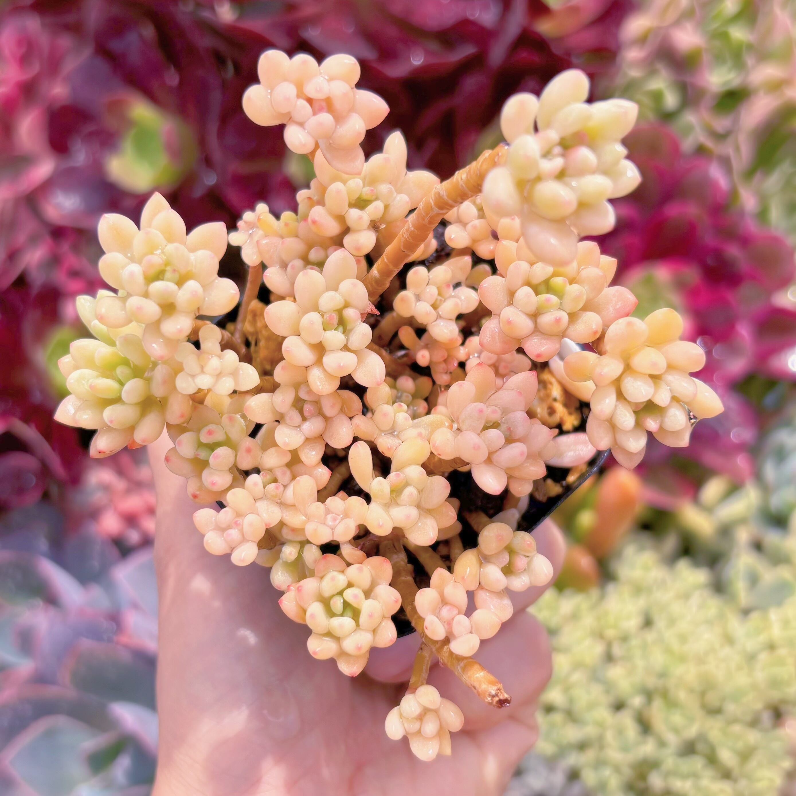 現品　ブルービーン錦#727　るる農園