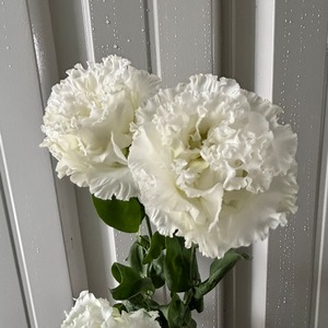 【お宝商品　即出荷】トルコキキョウ　大輪の白　5本