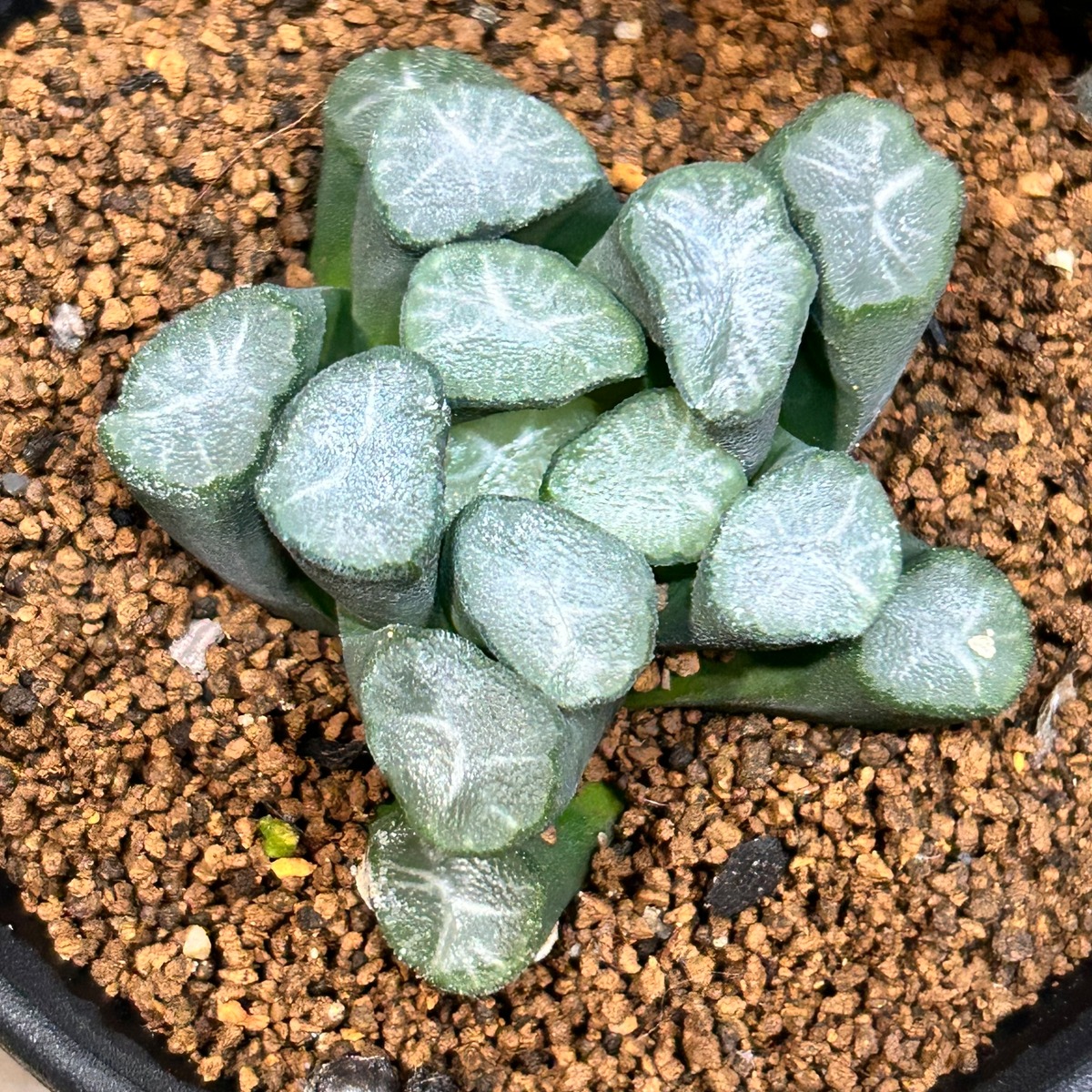 T)紫万象 ハオルチア | RuPo 多肉植物専門店