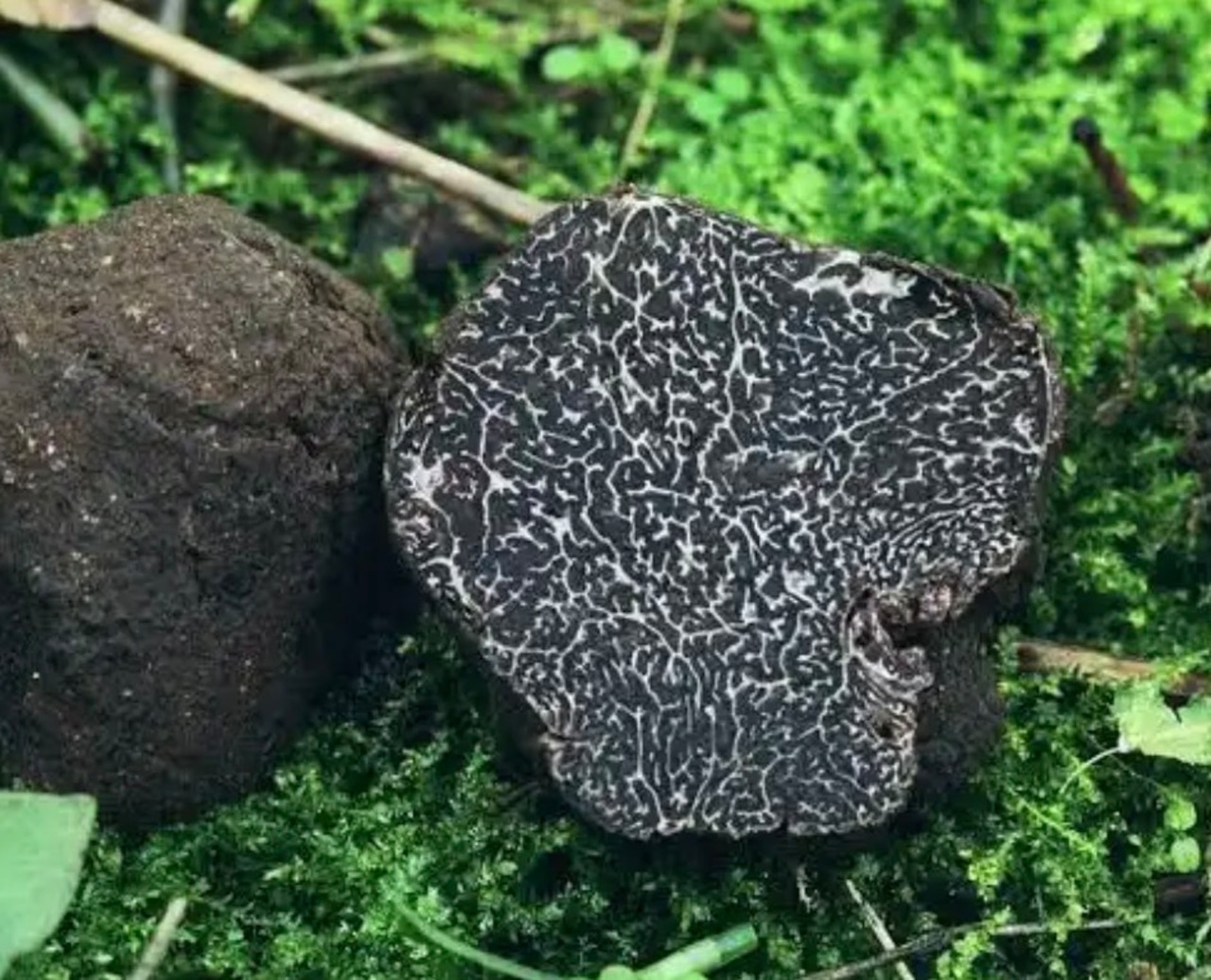 新商品 到着日4月4日(土) 『期間限定』黒トリュフチーズケーキ抽選申込 画像3